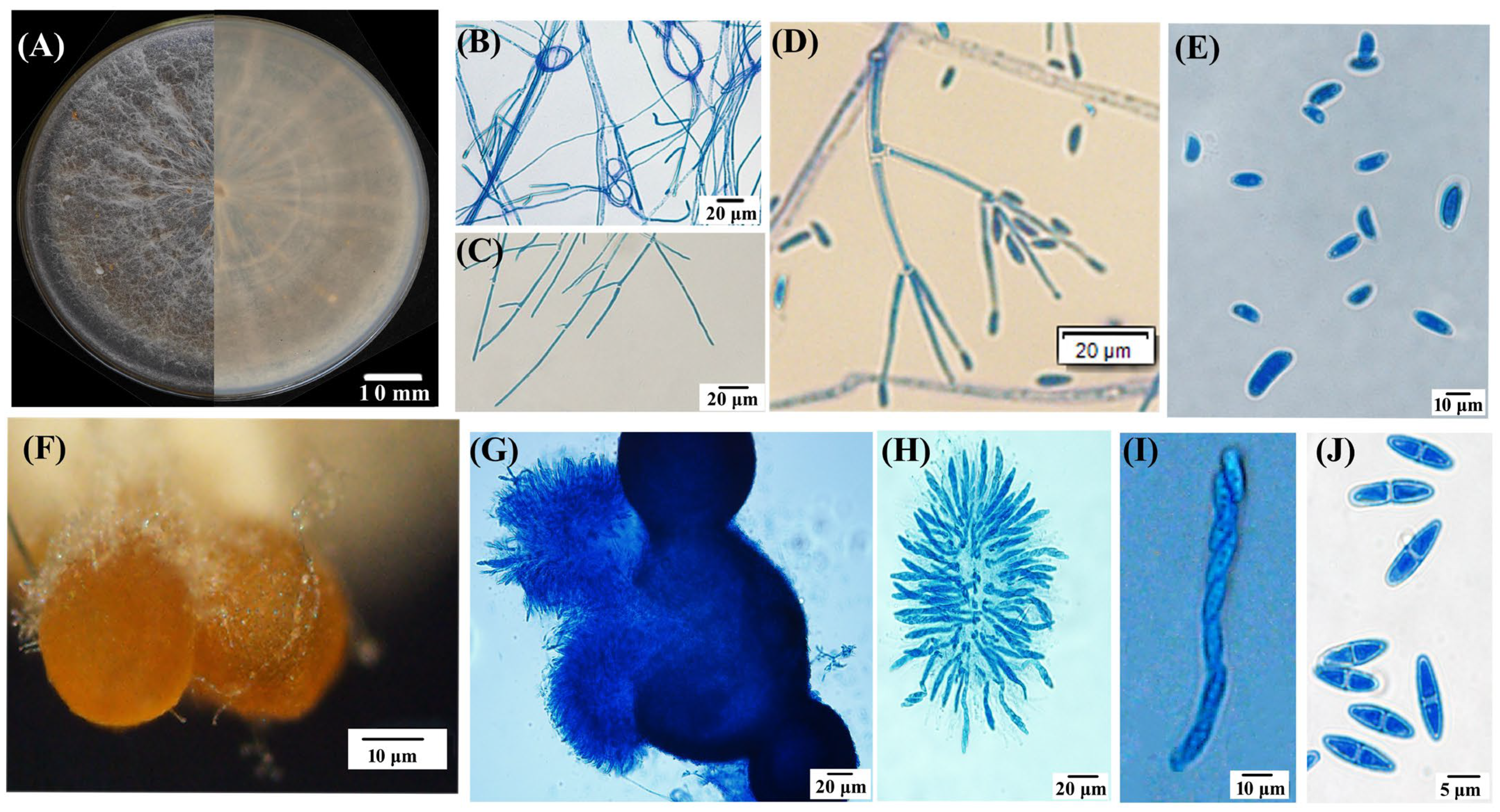 Biology 13 00730 g002 Biology 13 00730 g002
