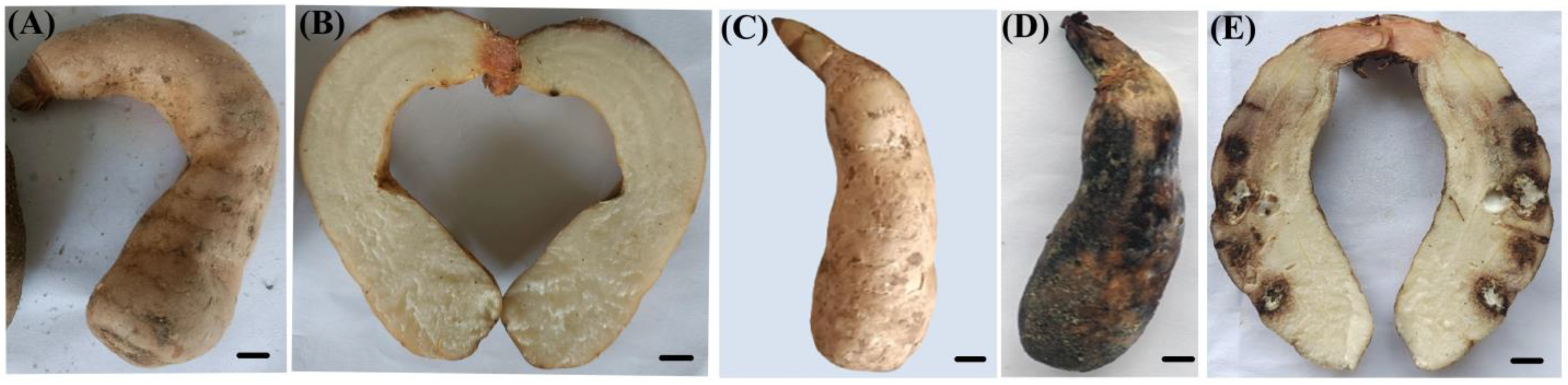 Biology 13 00730 g004 Biology 13 00730 g004
