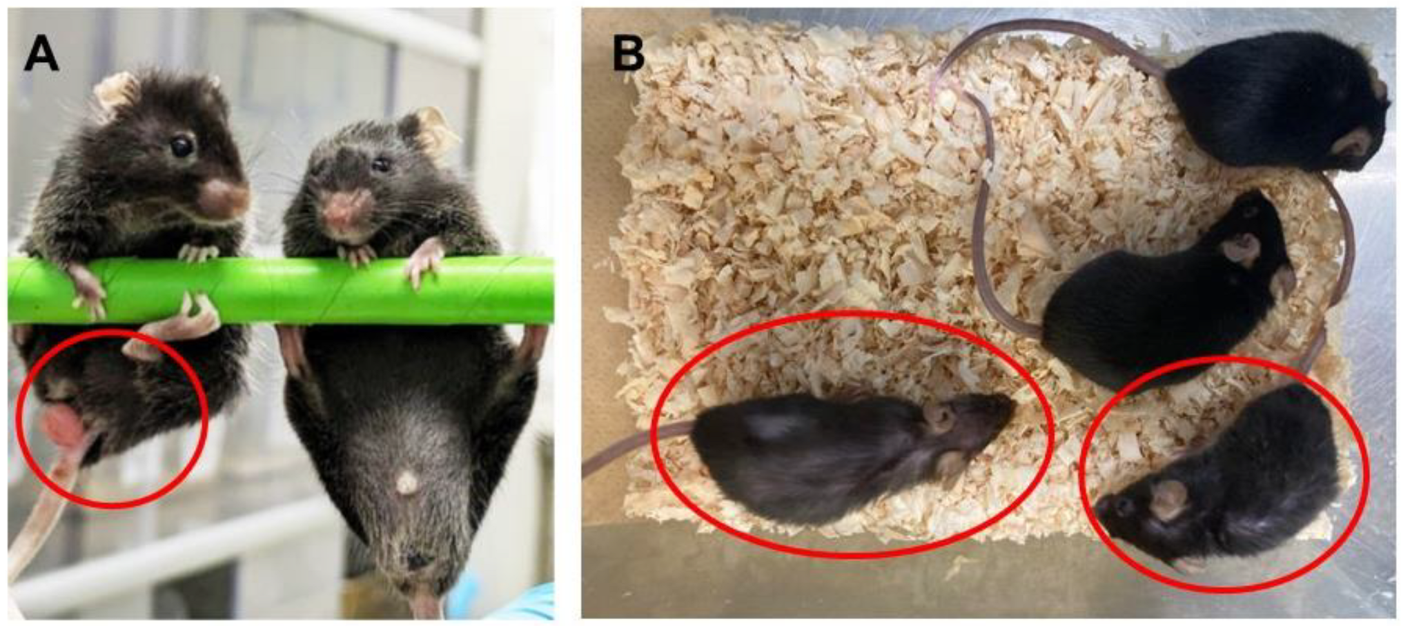 Biology 13 00736 g001