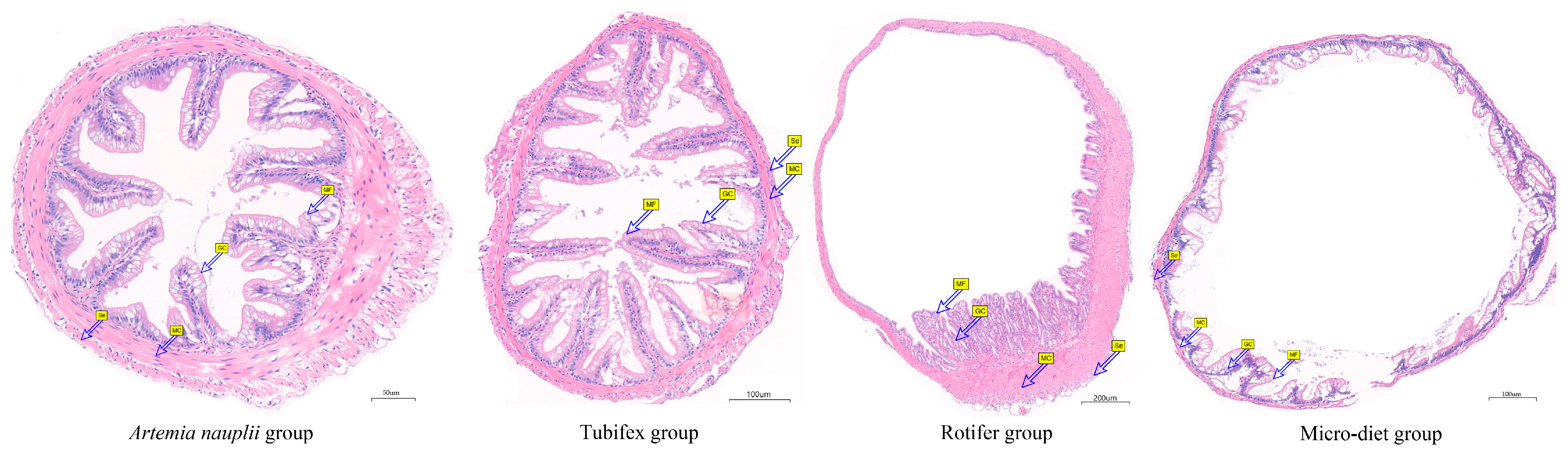 Biology 13 00749 g004