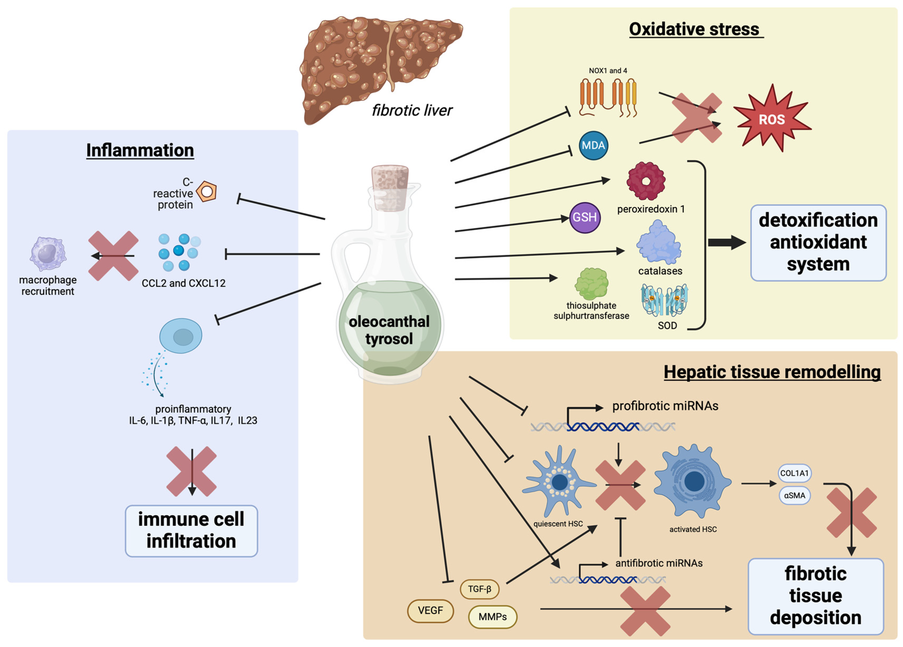 Biology 13 00760 g003