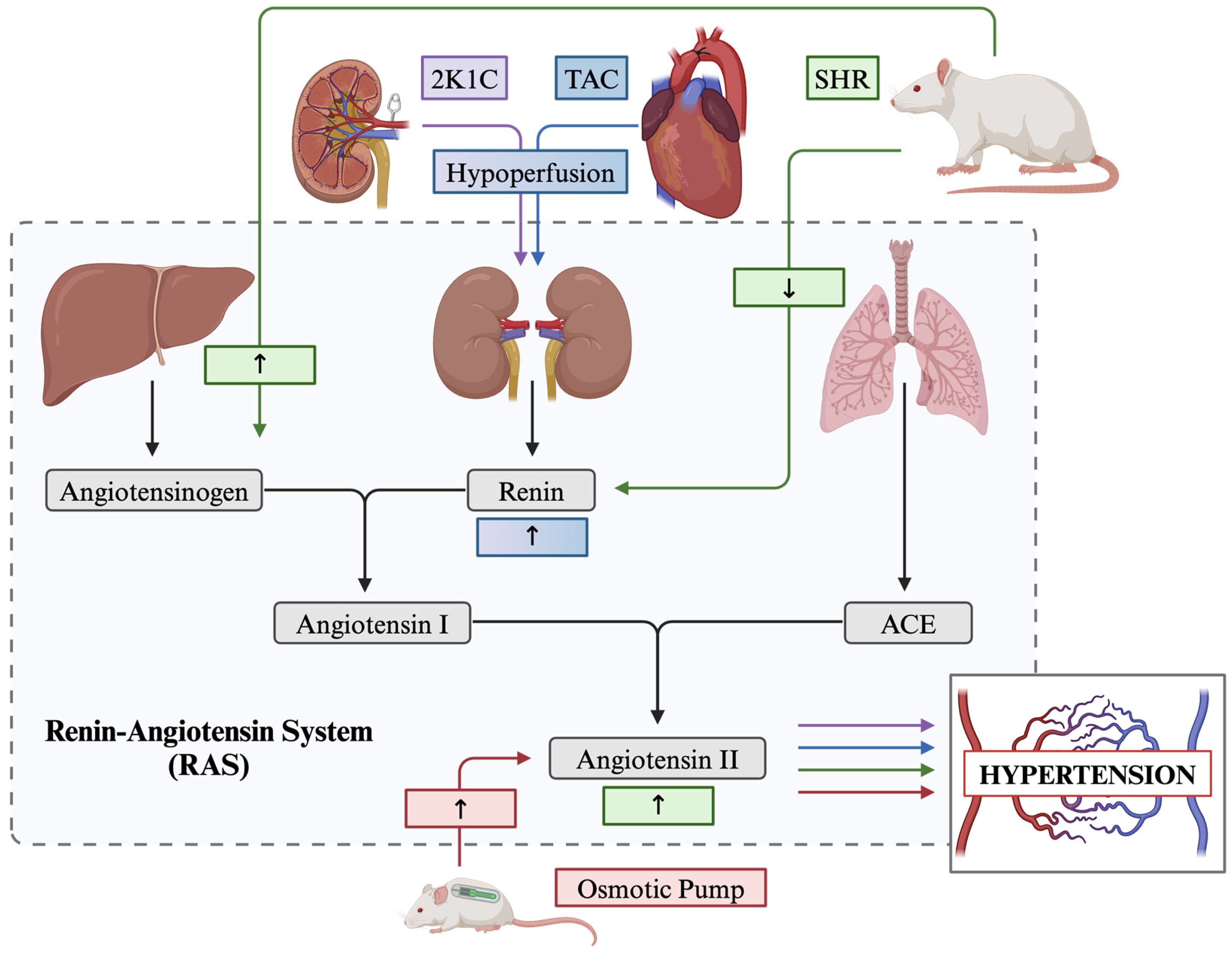 Decision Making in Neurovascular Disease: 9781684200573