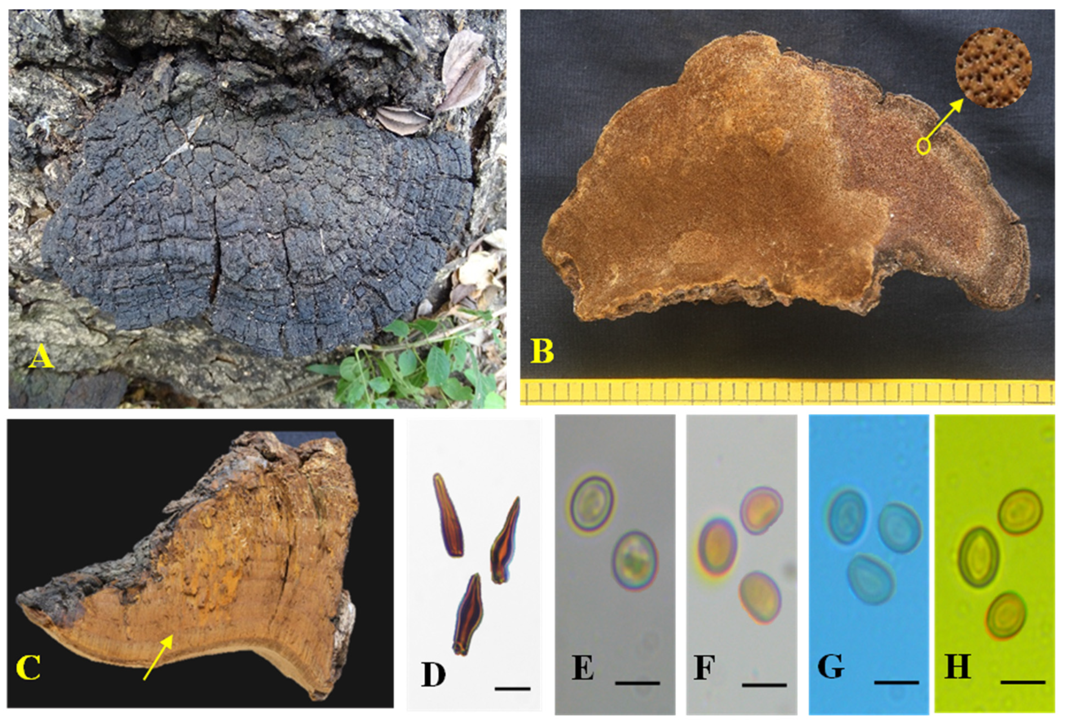 Biology 13 00770 g004