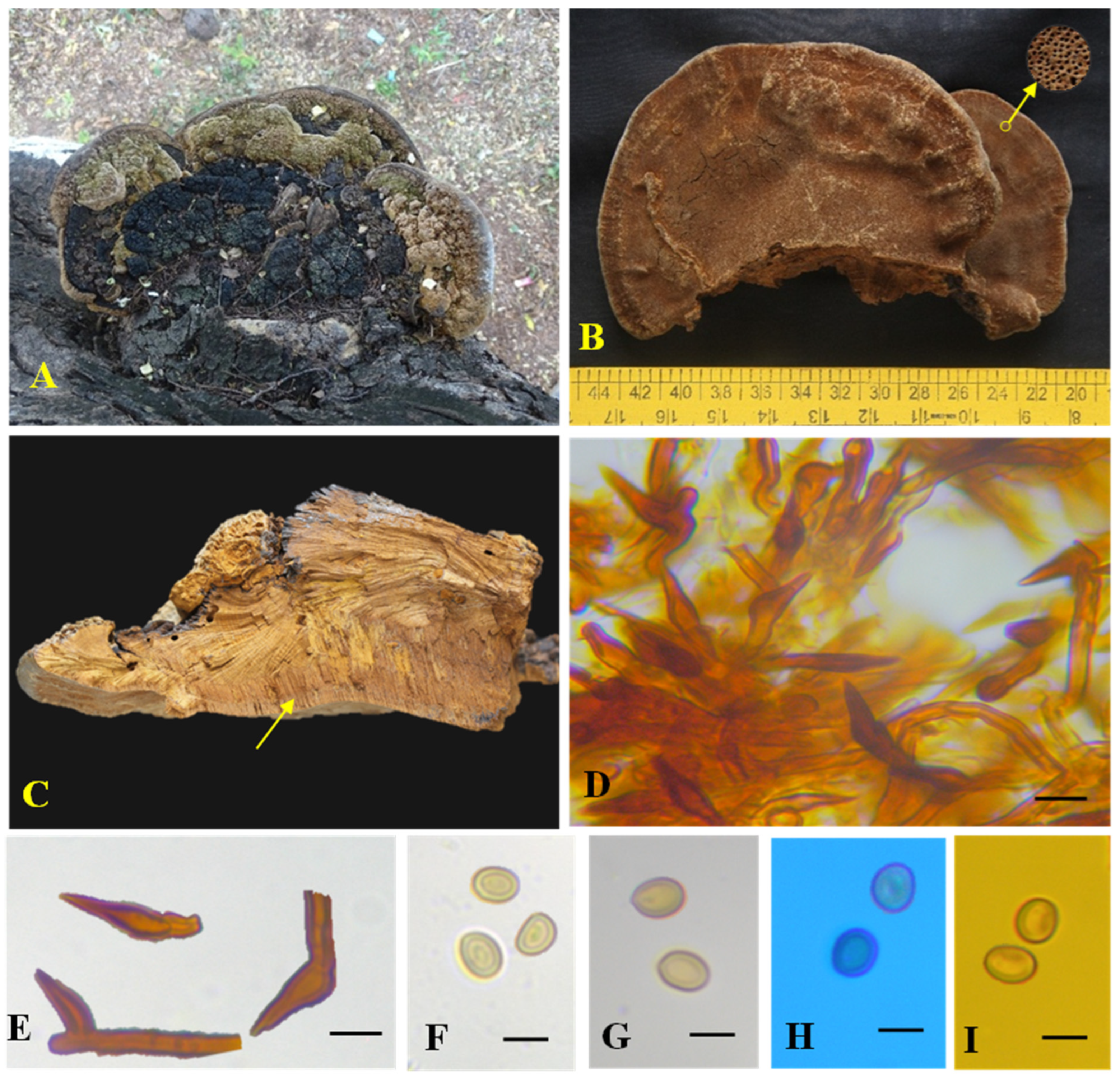 Biology 13 00770 g006