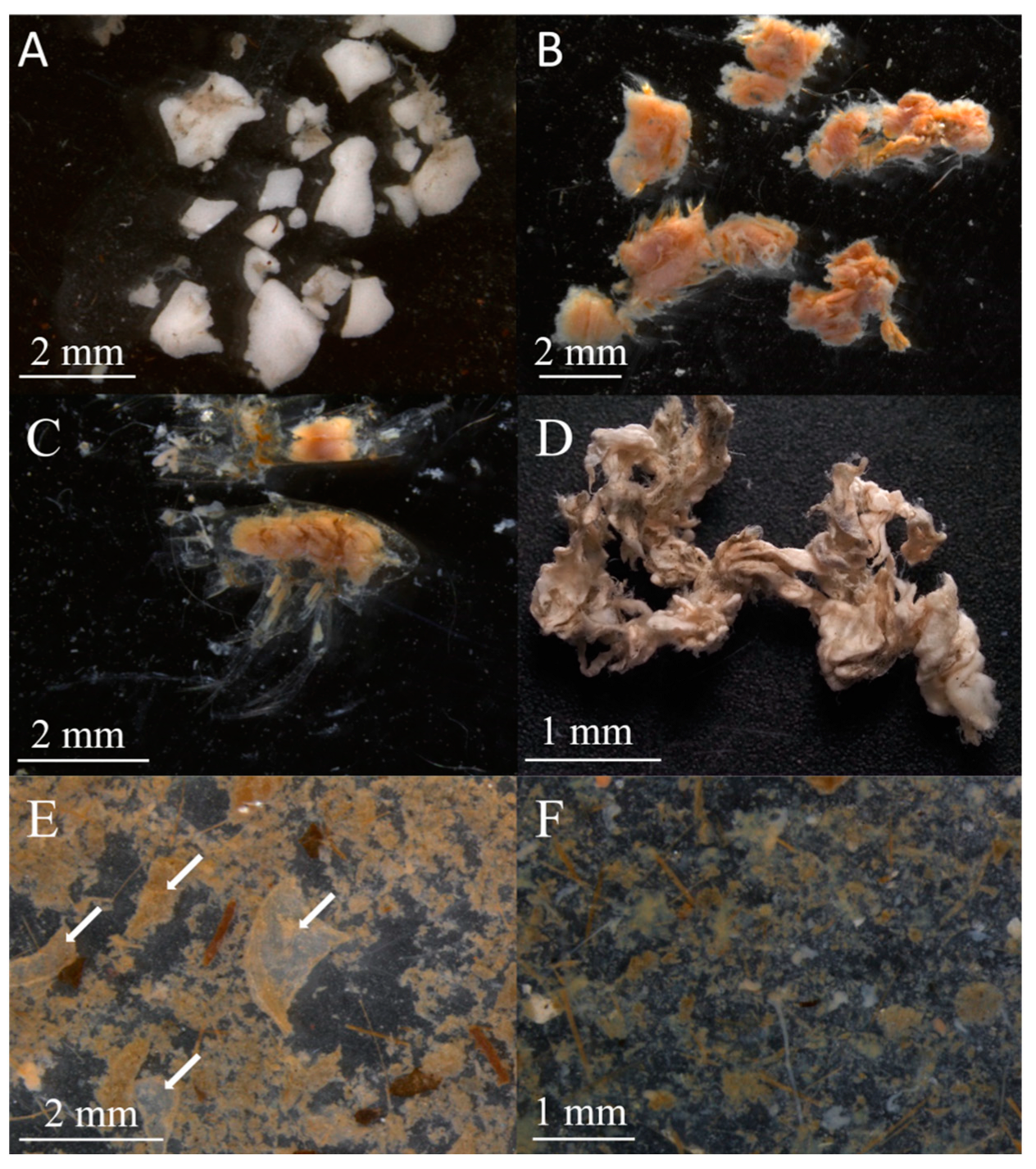 Biology 13 00781 g002