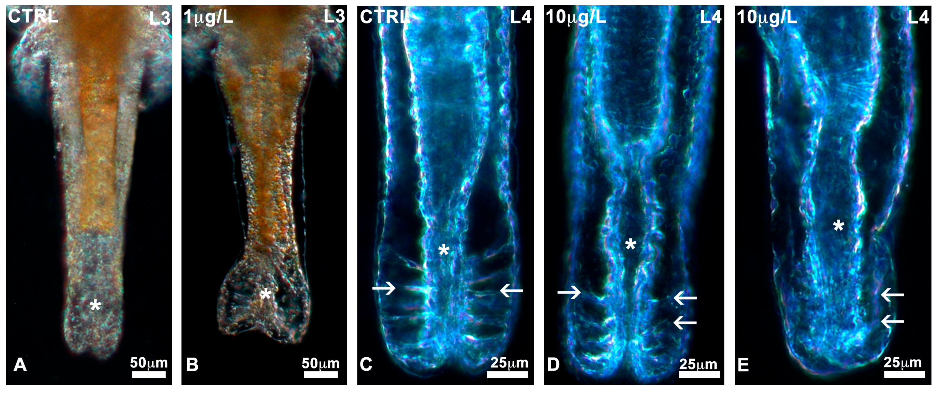 Biology 13 00808 g003 Biology 13 00808 g003