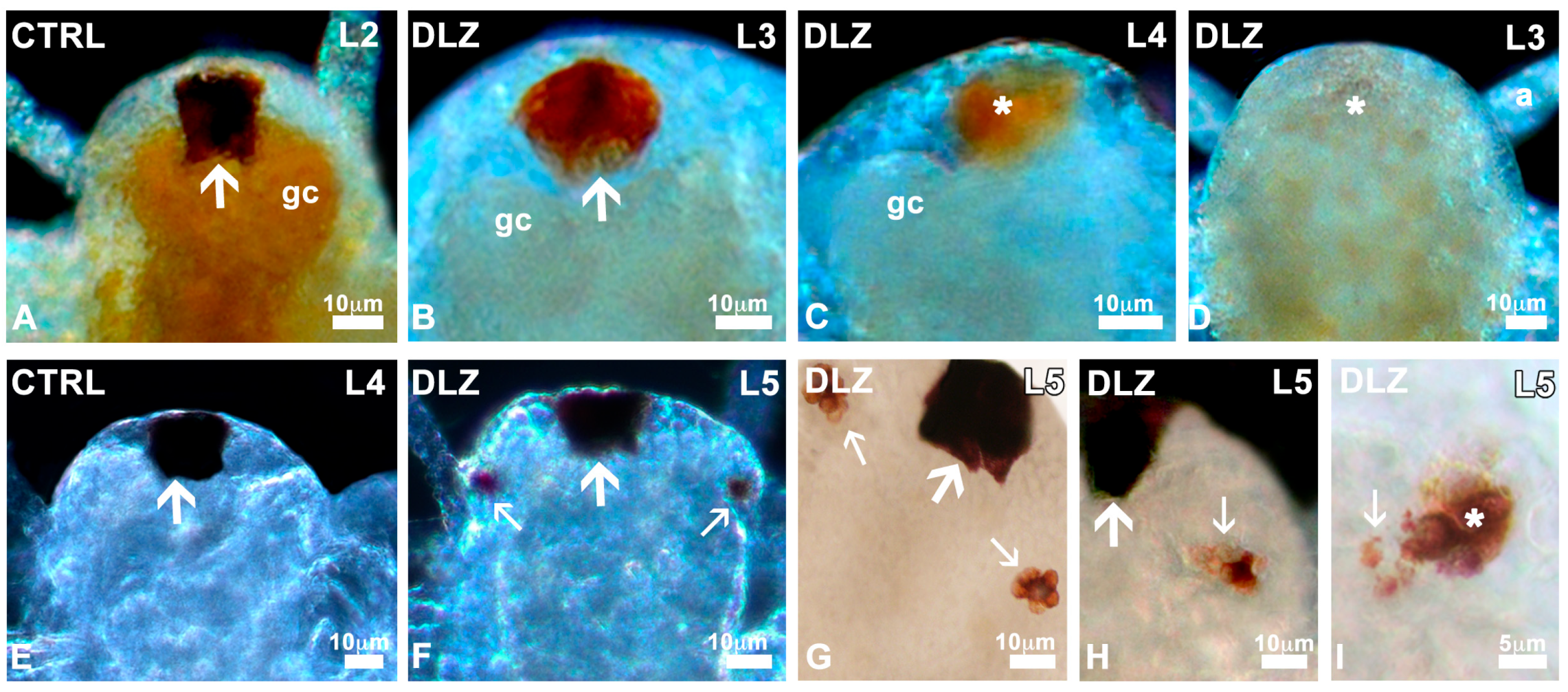 Biology 13 00808 g004 Biology 13 00808 g004