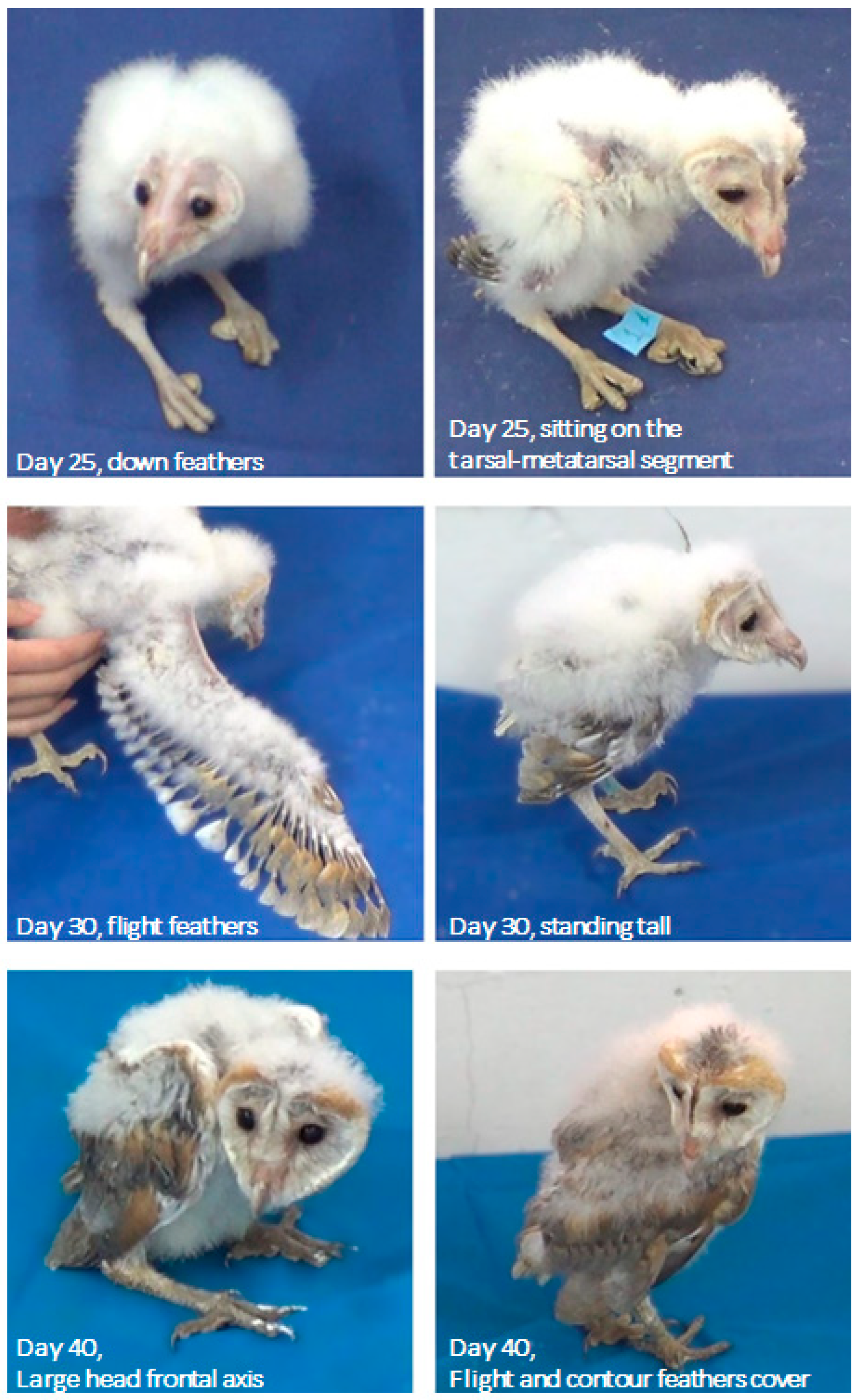 Biology 13 00834 g006