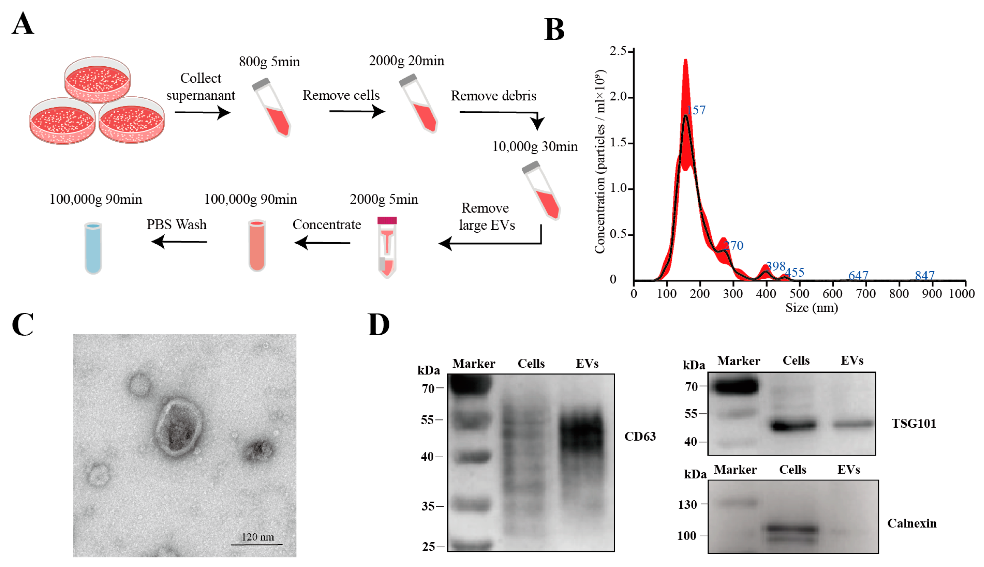 Biology 13 00873 g001