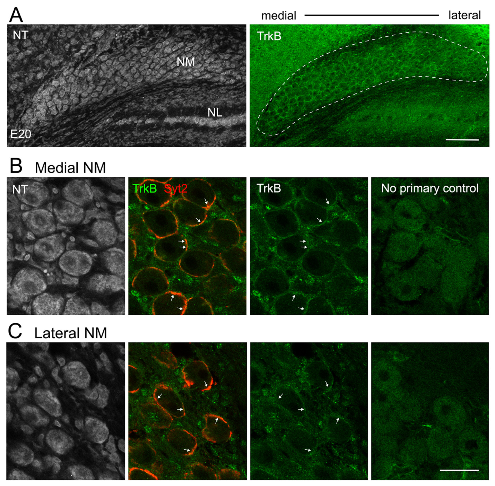 Biology 13 00877 g002