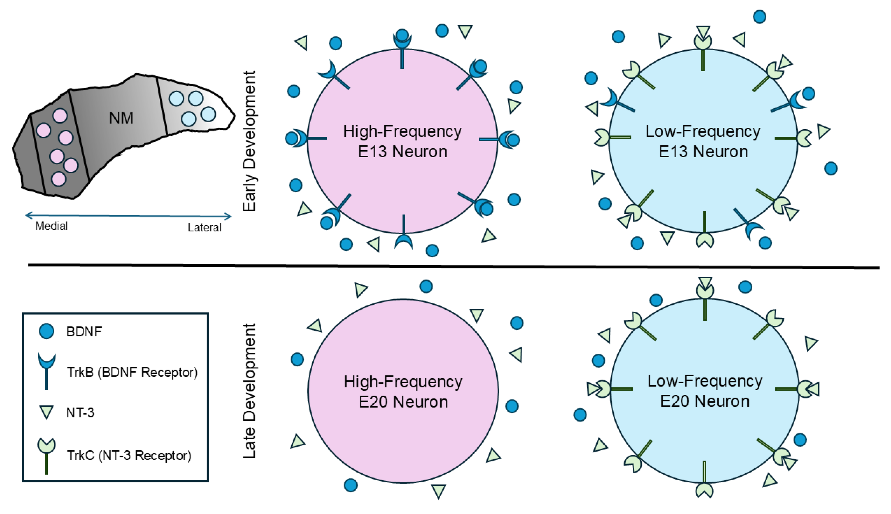 Biology 13 00877 g009