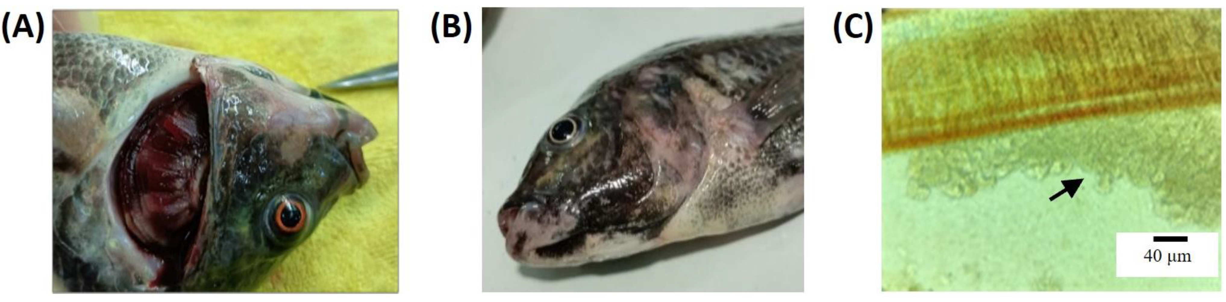 Biology 13 00894 g001