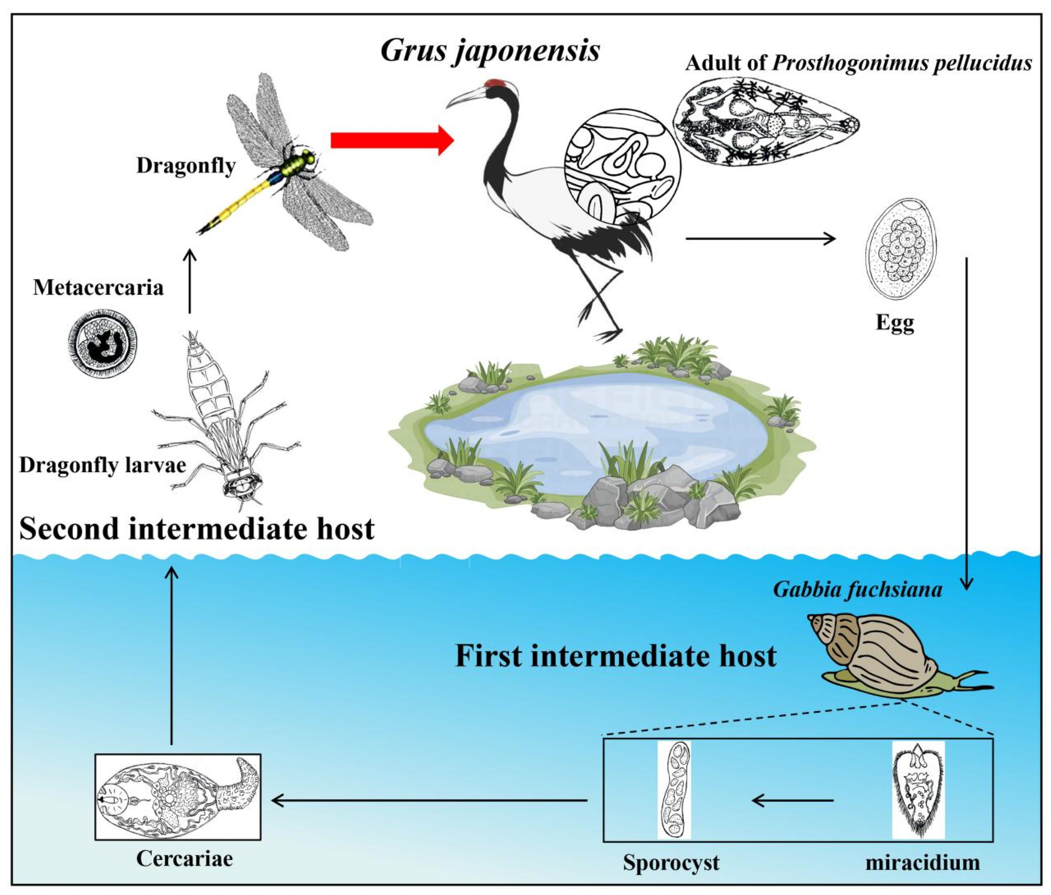 Biology 13 00900 g001 Biology 13 00900 g001