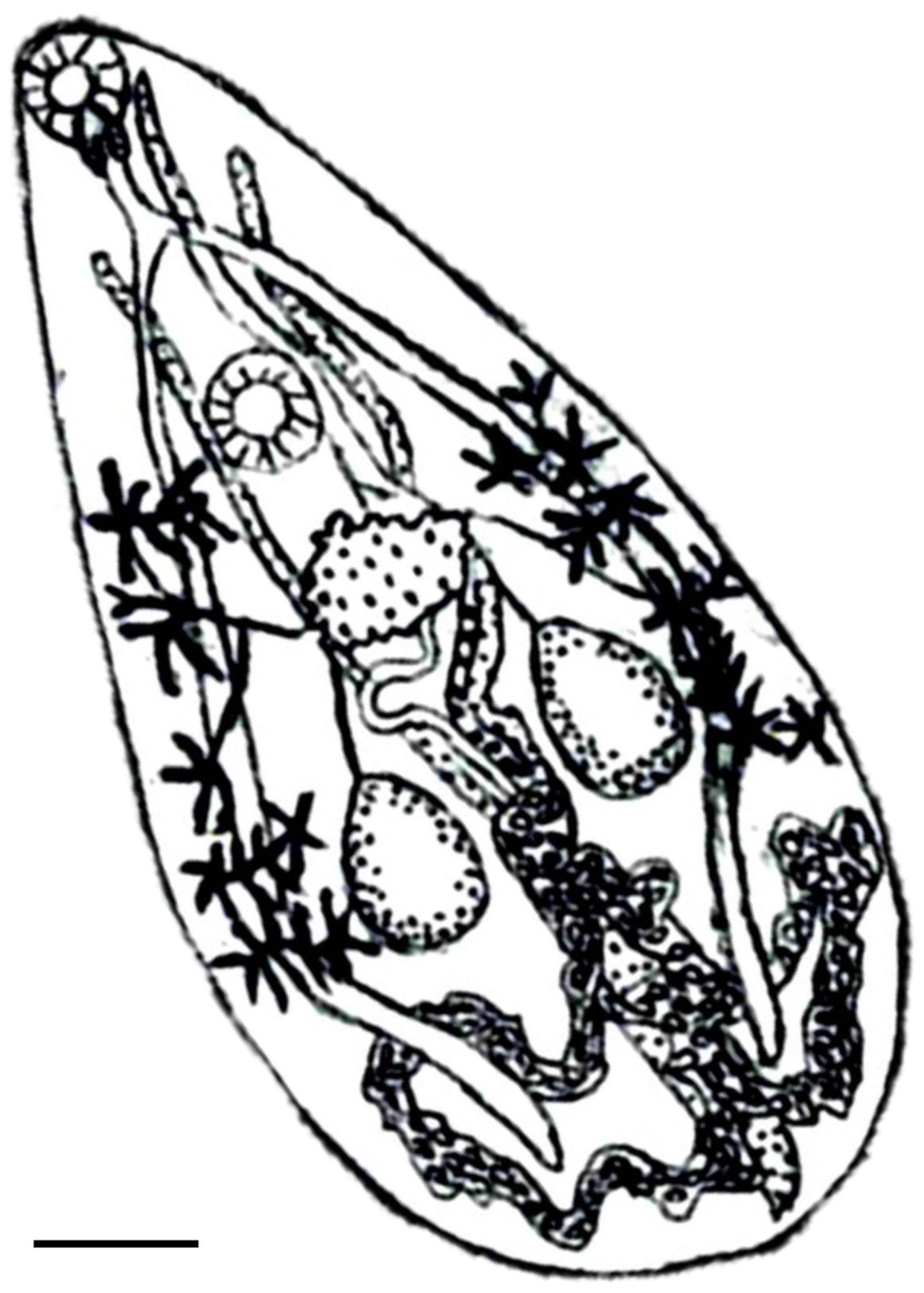 Biology 13 00900 g002 Biology 13 00900 g002