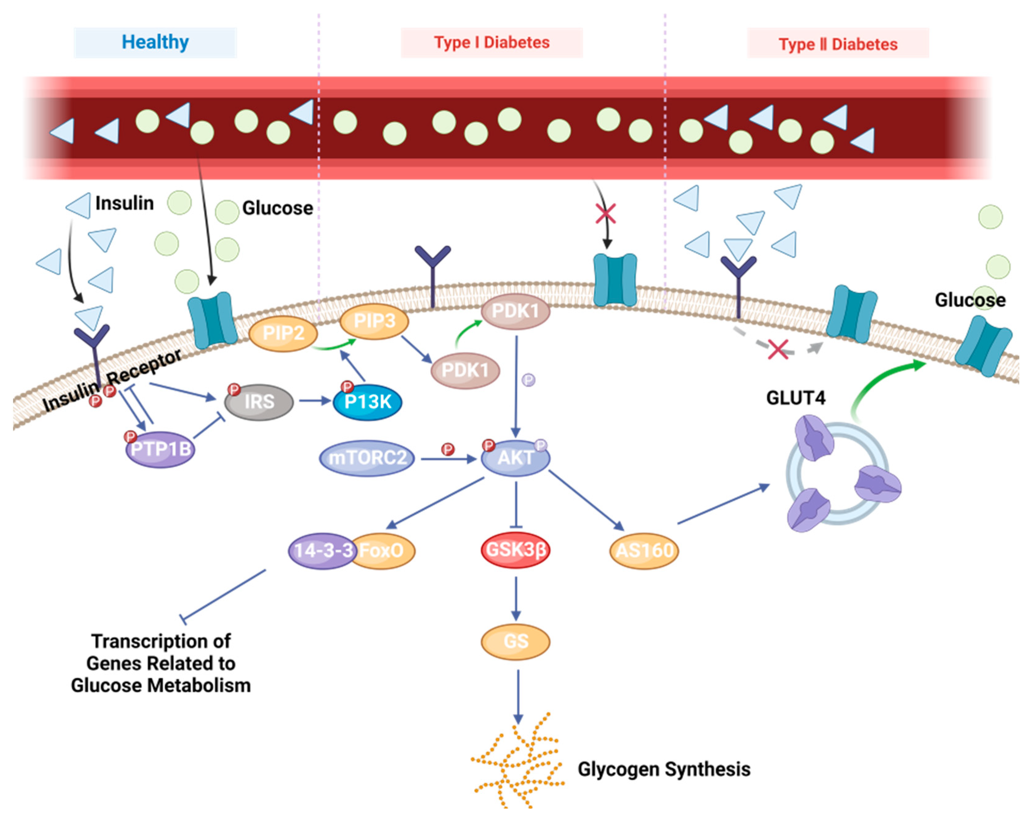 Biology 13 00904 g001