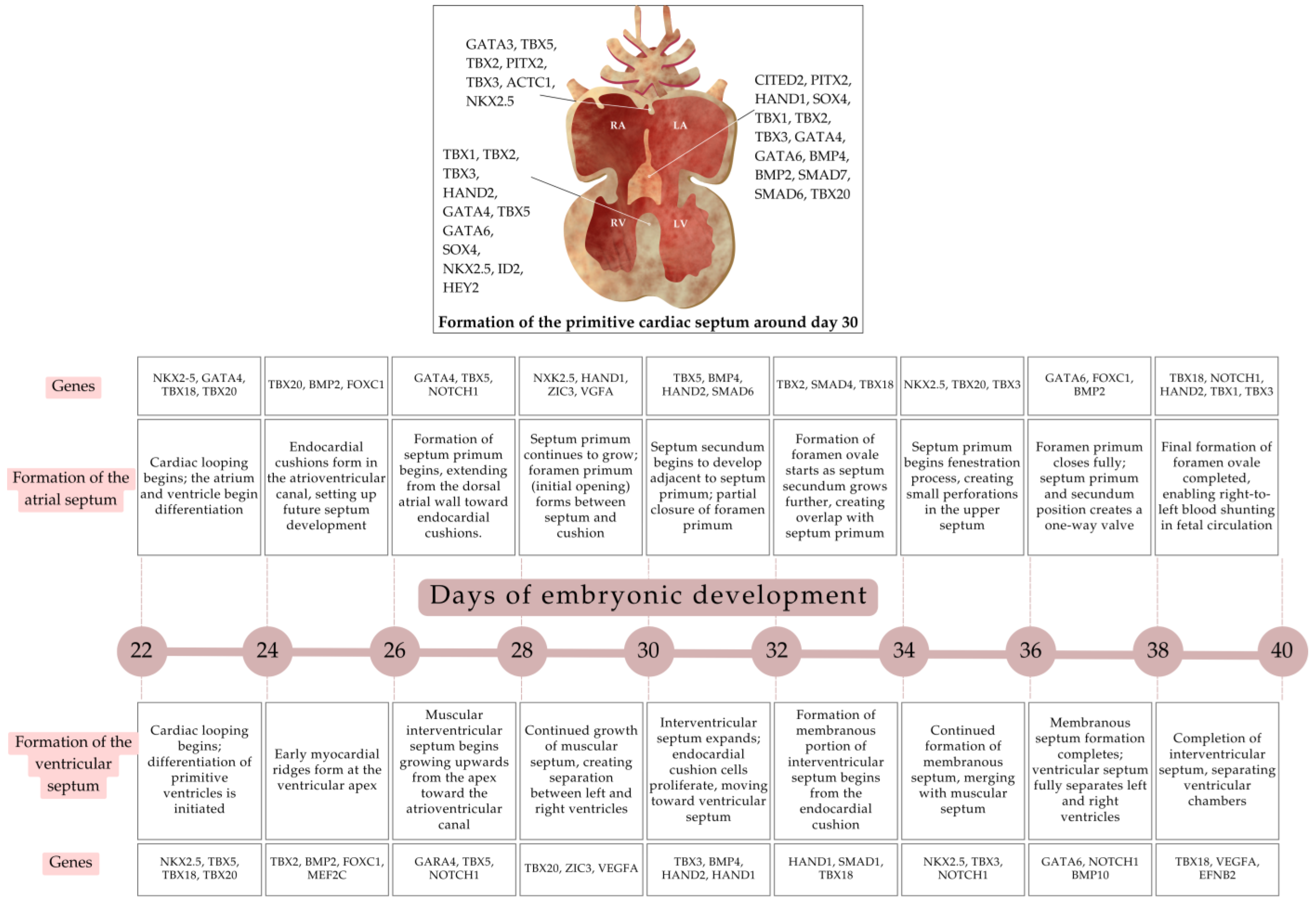 Biology 13 00911 g004