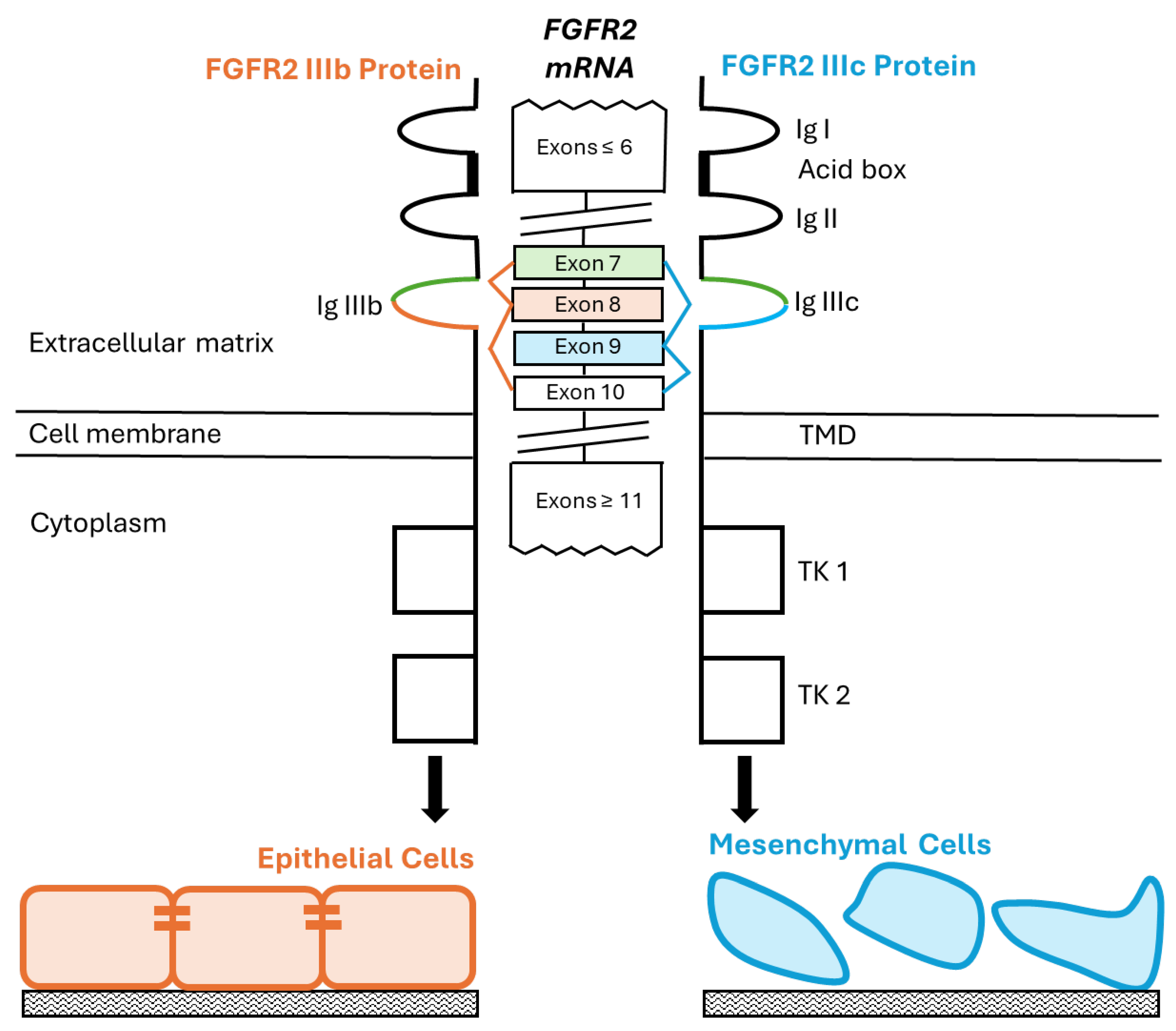 Biology 13 00920 g001 Biology 13 00920 g001