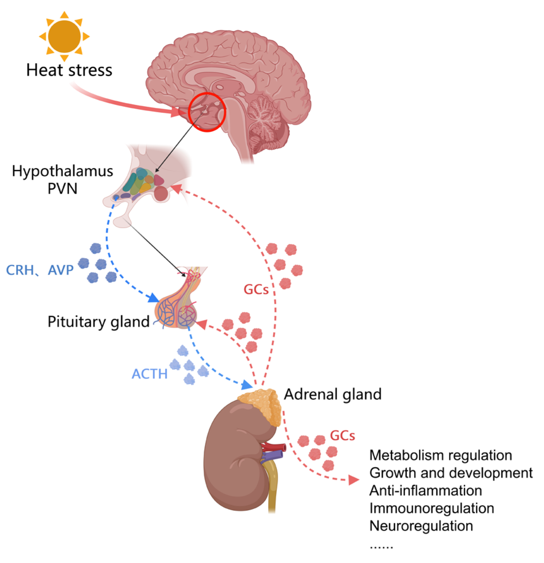 Biology 13 00926 g002