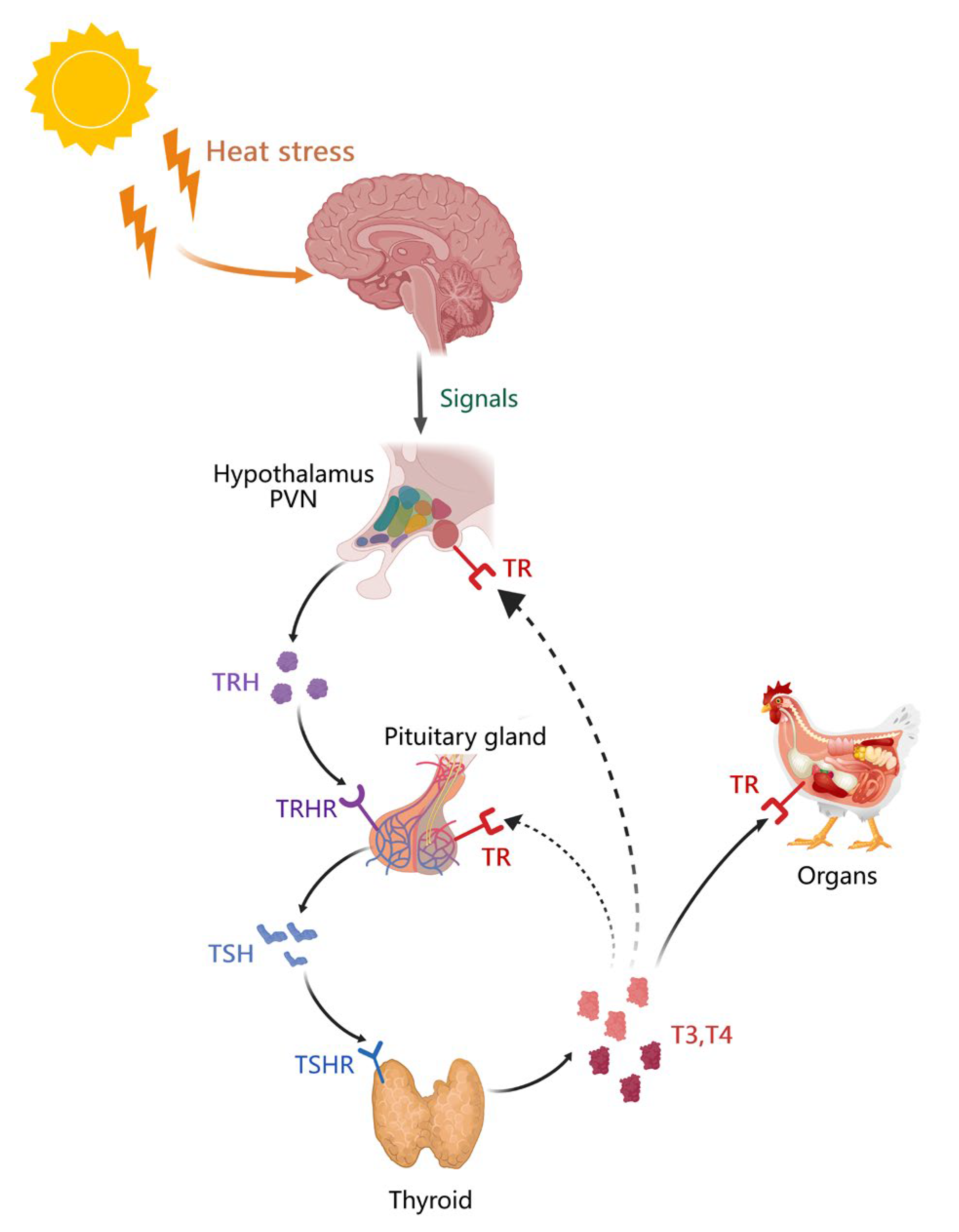 Biology 13 00926 g003