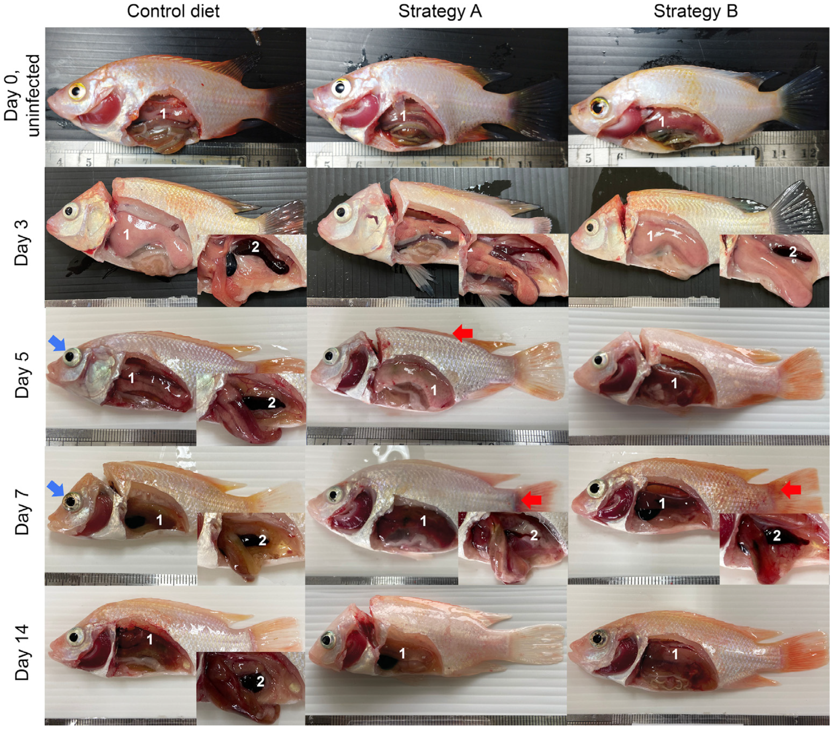 Biology 13 00938 g003