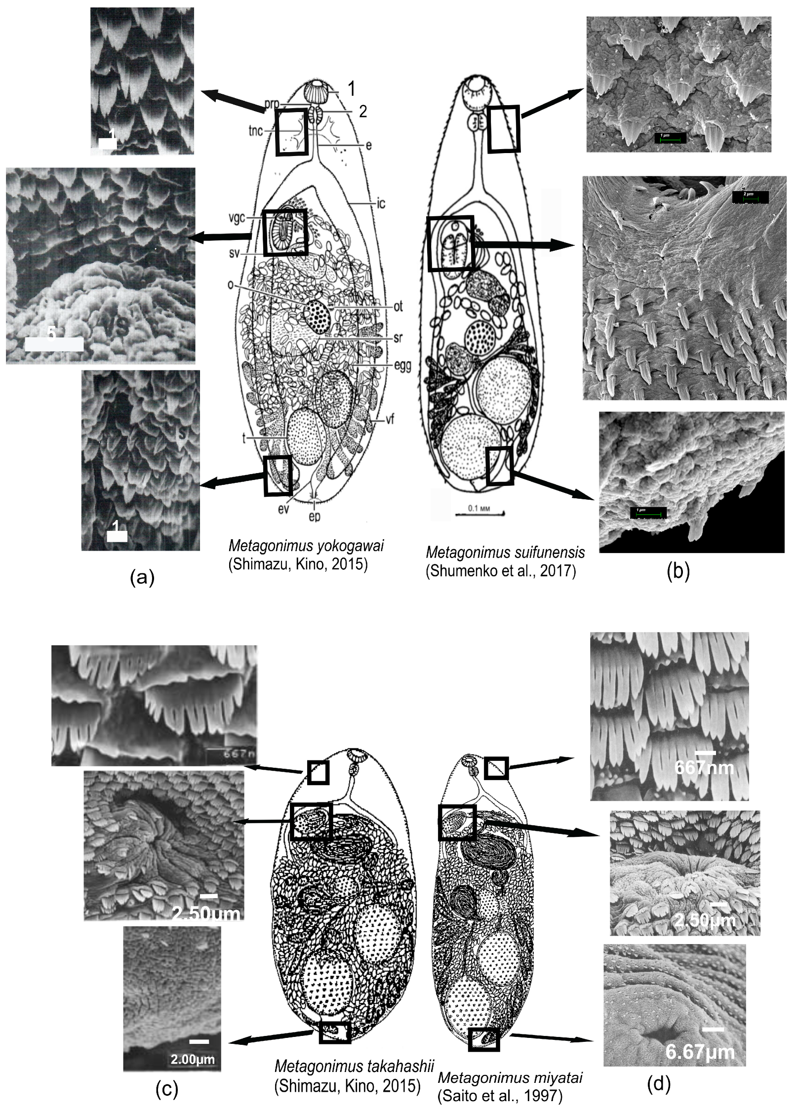 Body Surface Ultrastructure as a Main Morphological