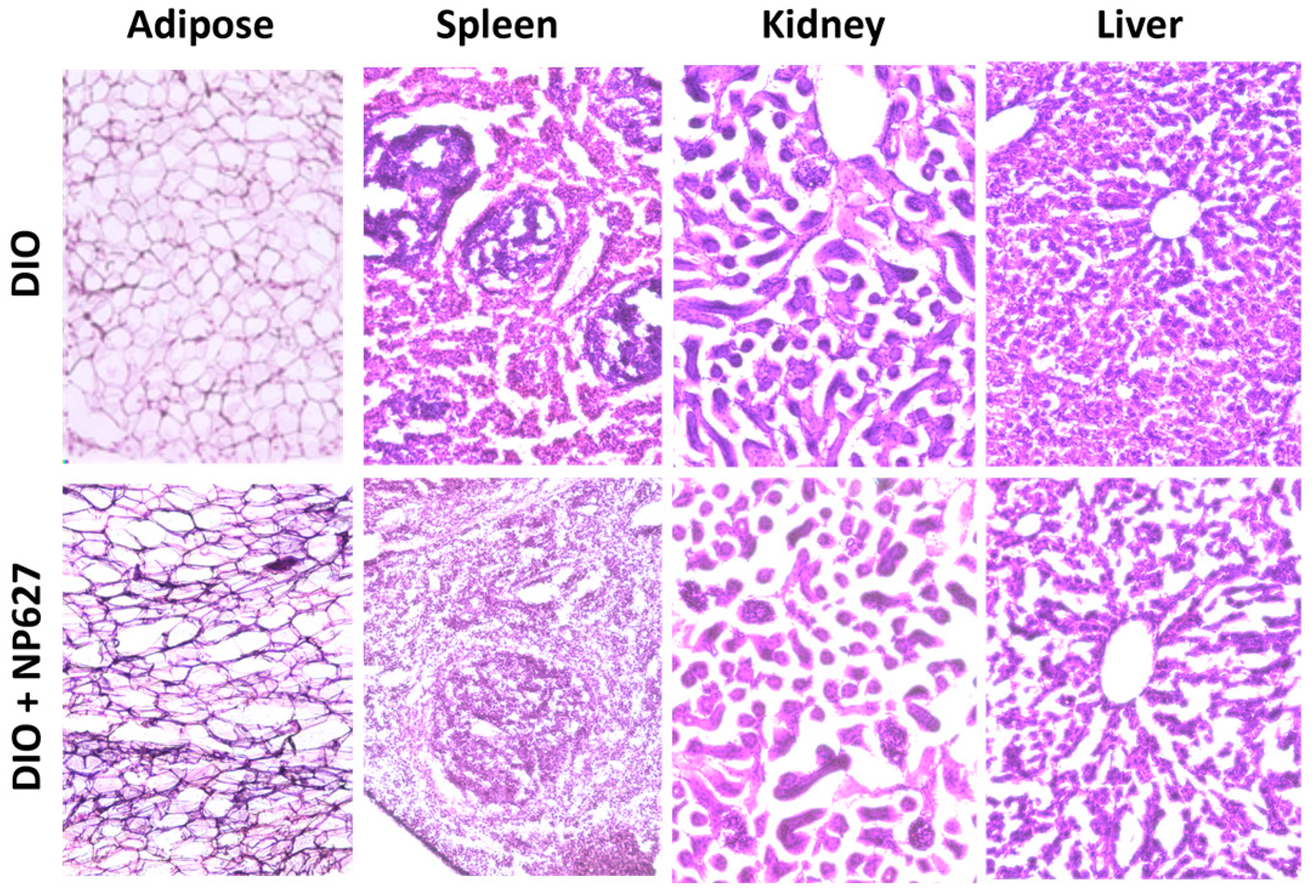Biology 13 00943 g005 Biology 13 00943 g005