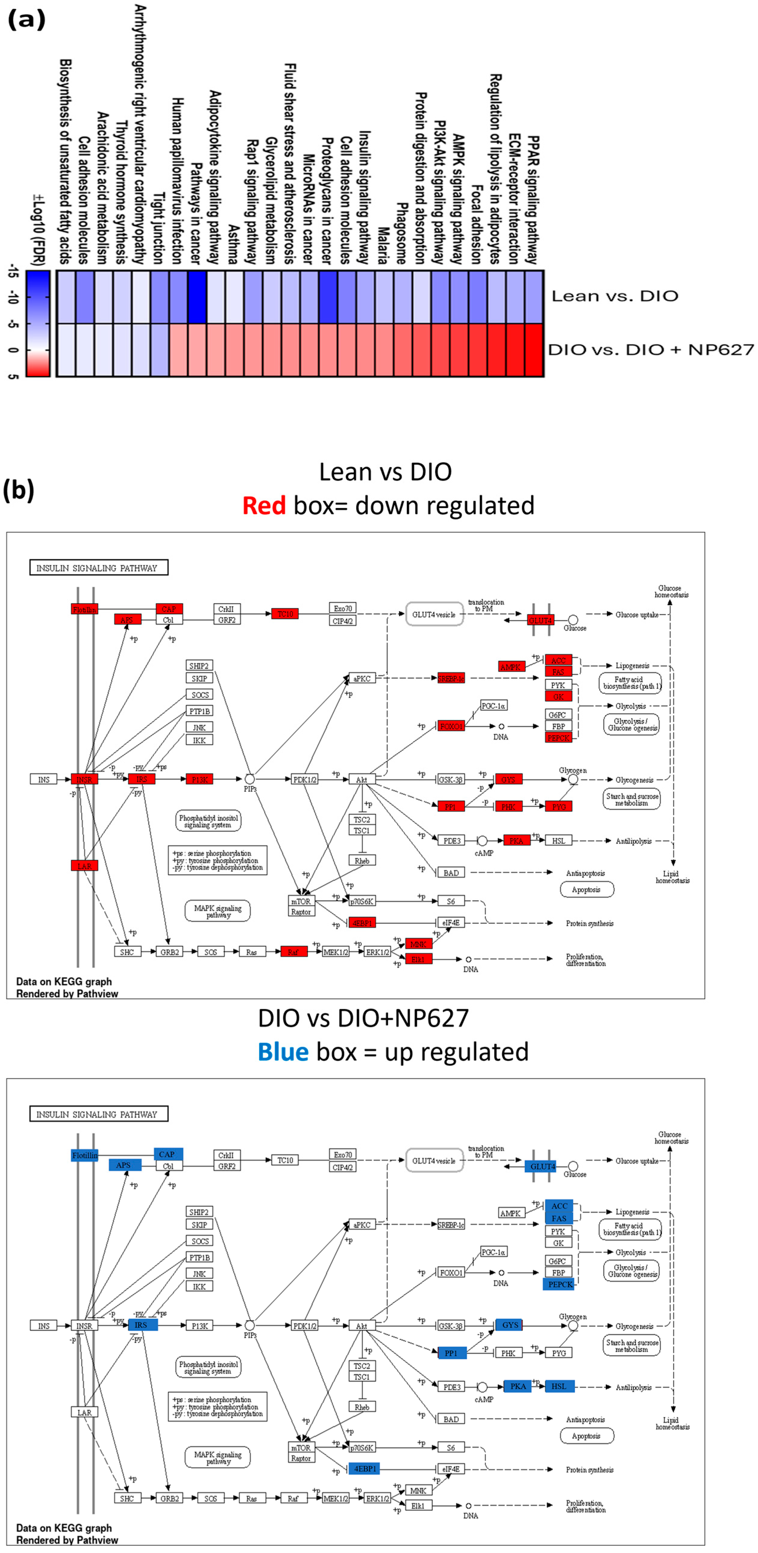 Biology 13 00943 g007a Biology 13 00943 g007a