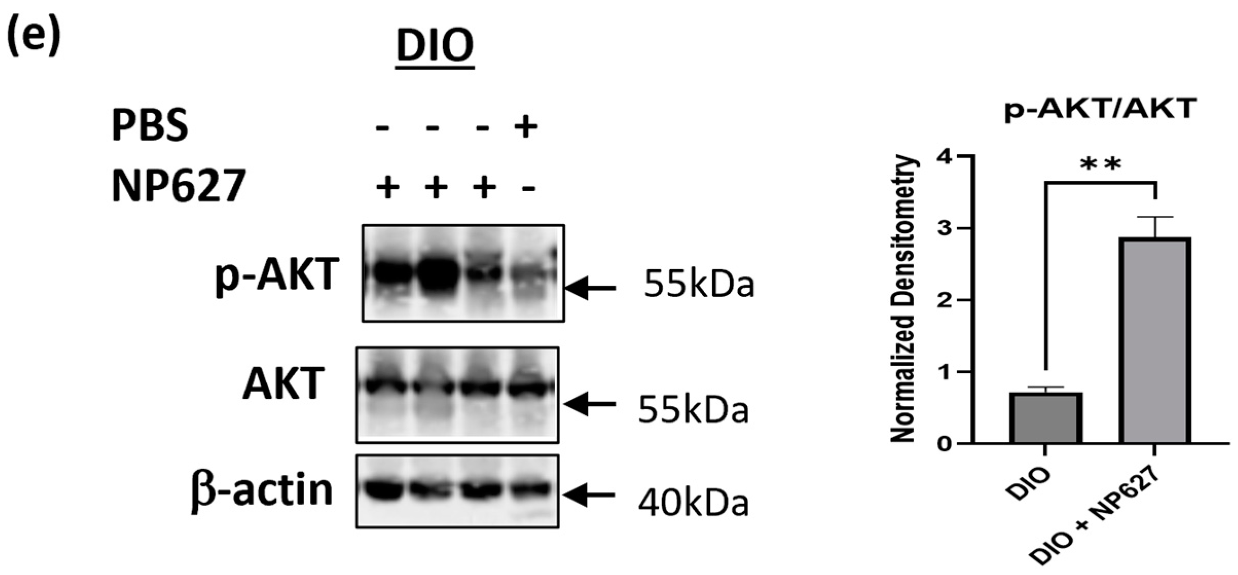 Biology 13 00943 g007d Biology 13 00943 g007d