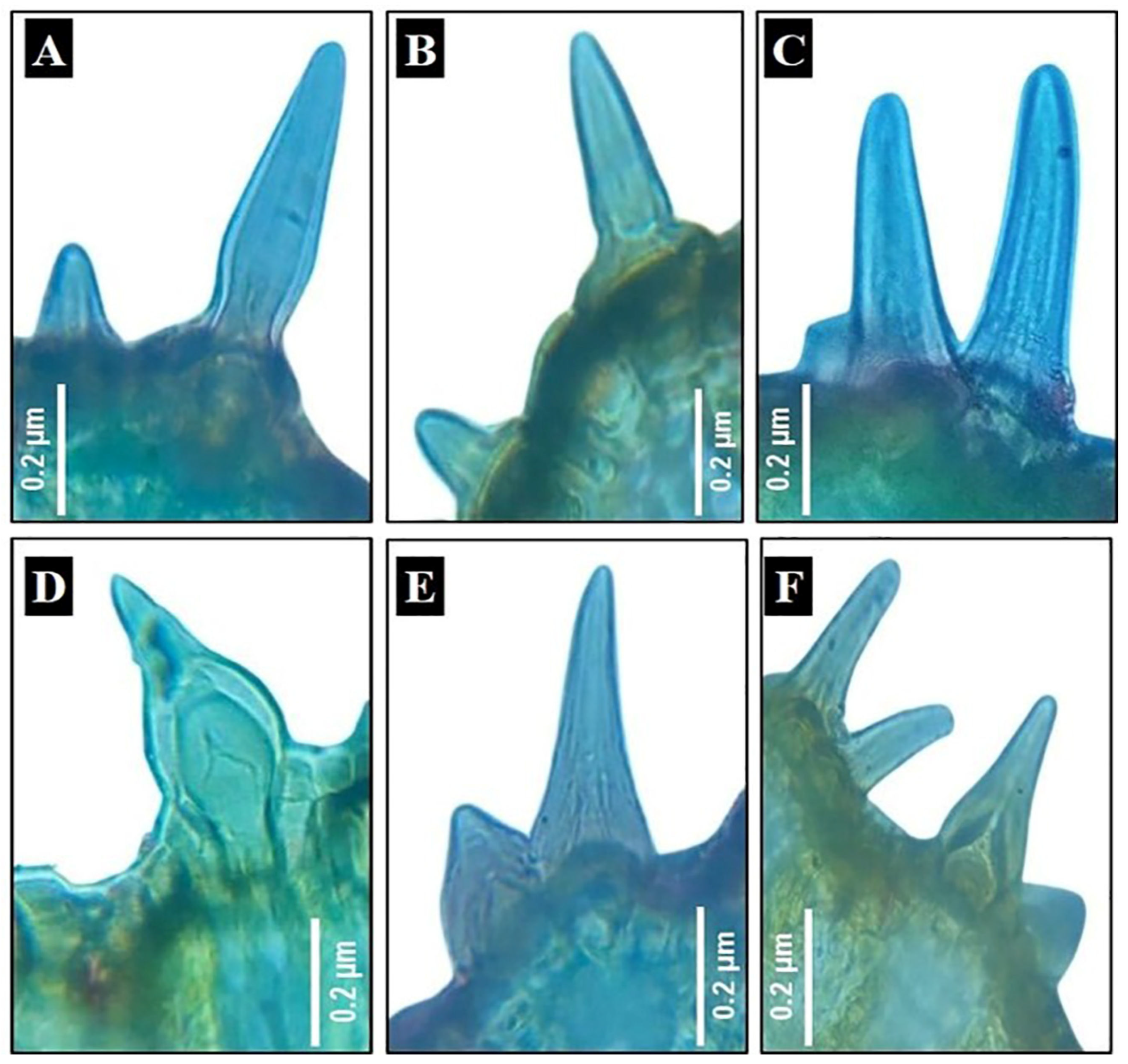 Biology 13 00947 g003 Biology 13 00947 g003