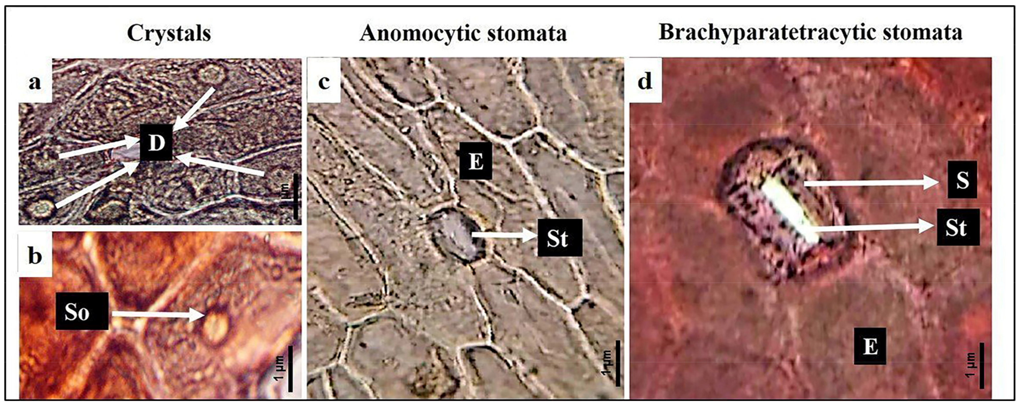 Biology 13 00947 g004 Biology 13 00947 g004