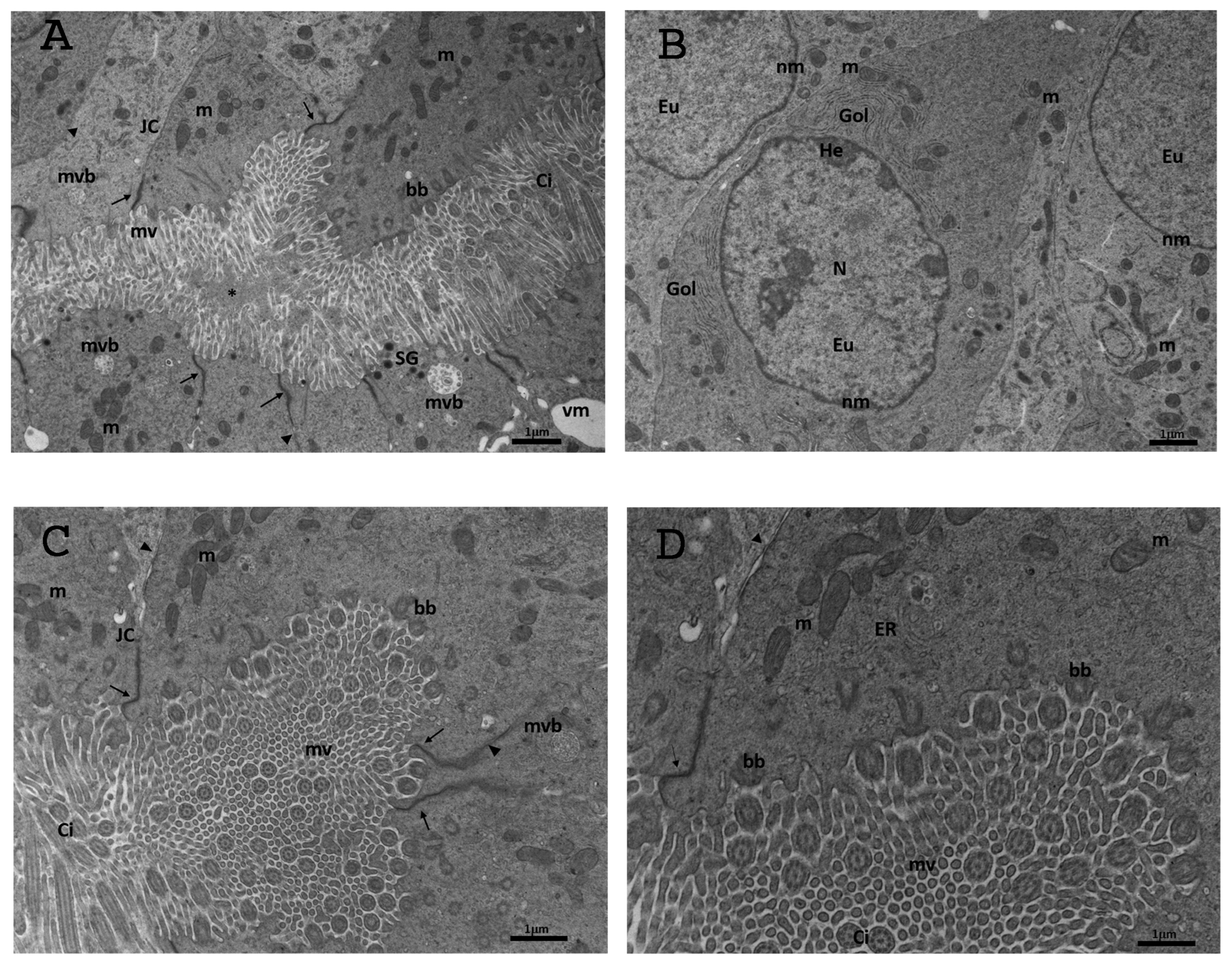 Biology 13 00964 g008