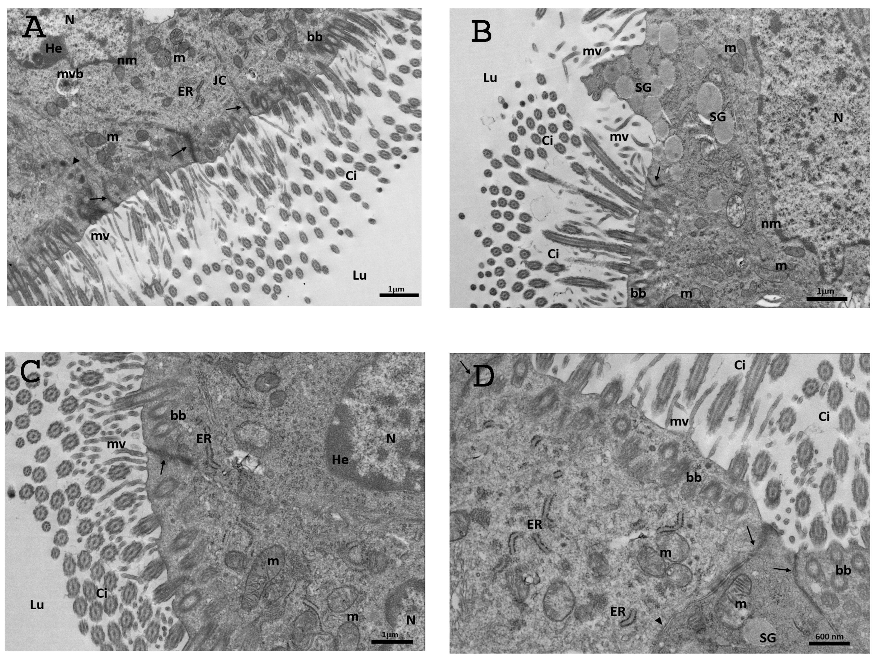 Biology 13 00964 g010