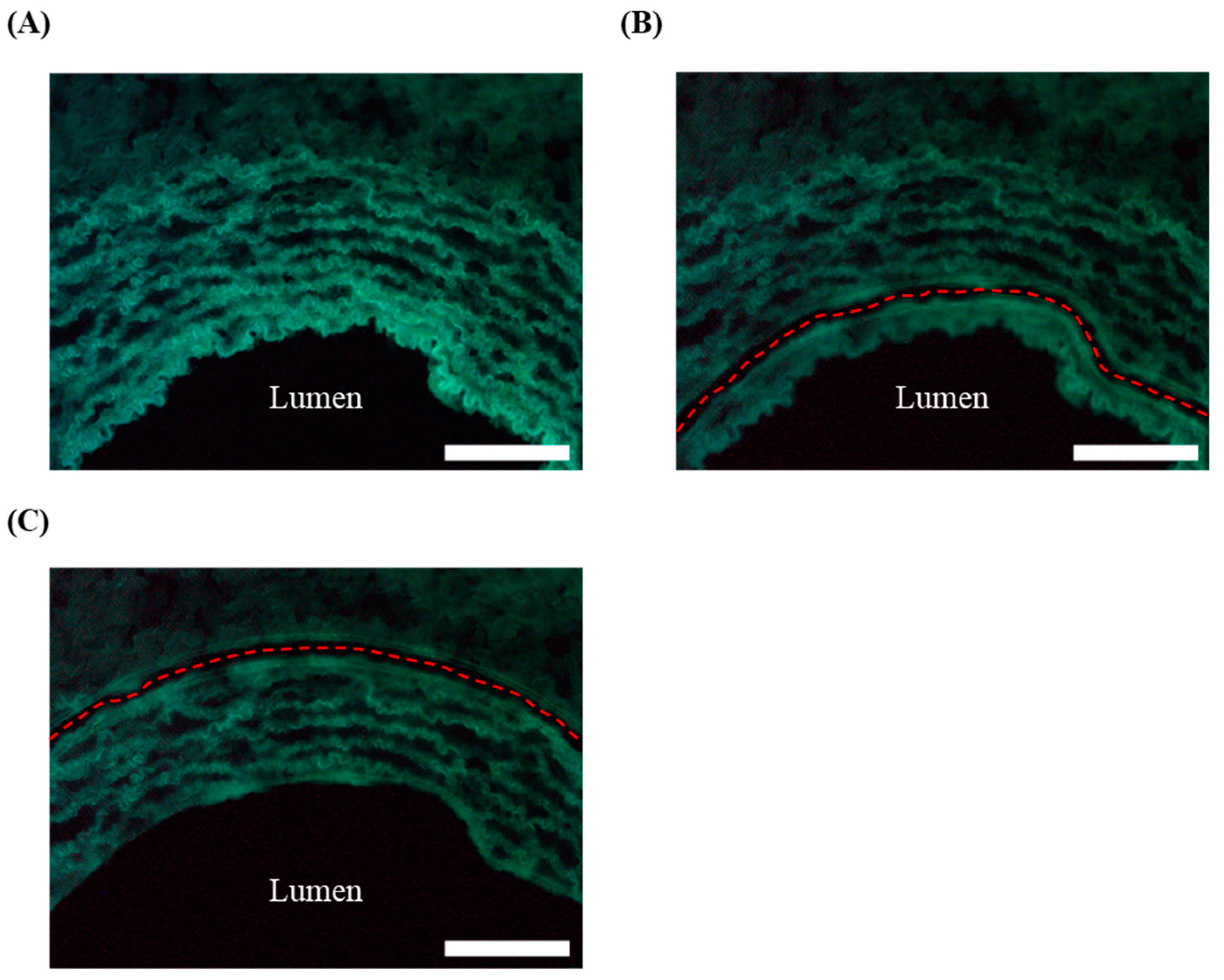 Biology 13 00965 g002