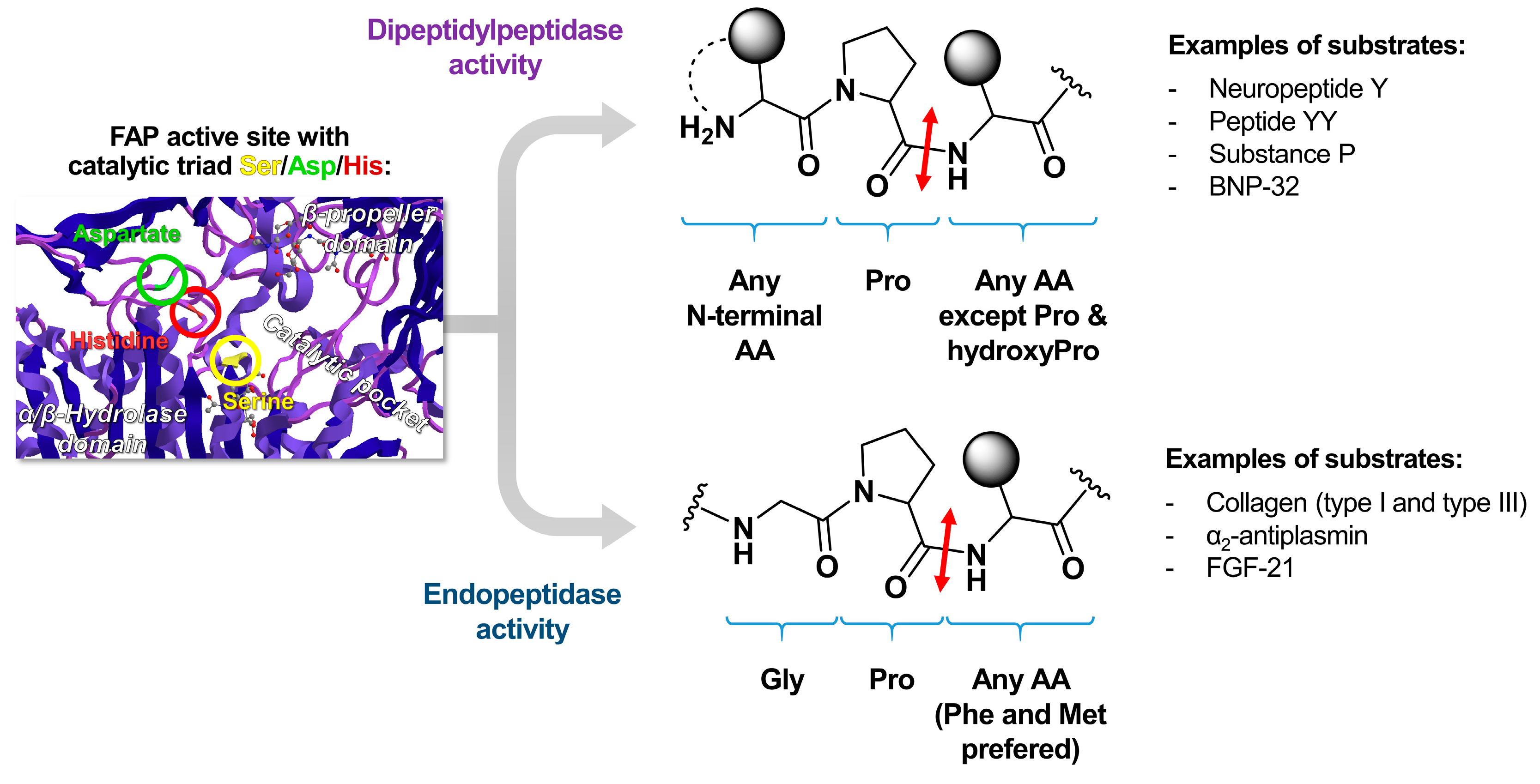 Biology 13 00967 g007