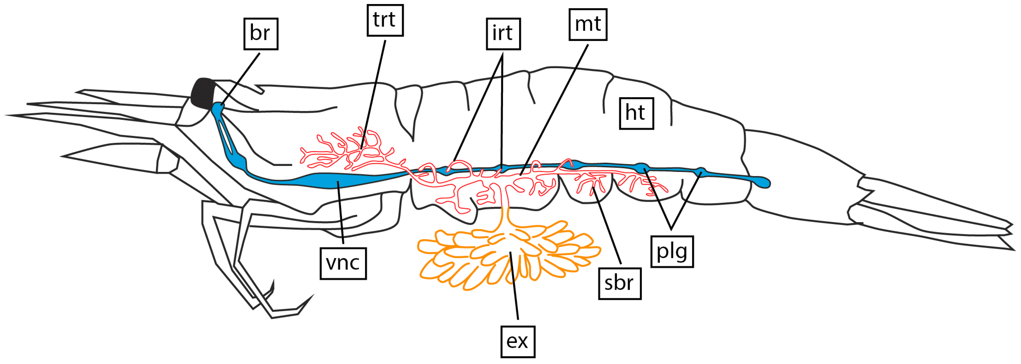Biology 13 00968 g003