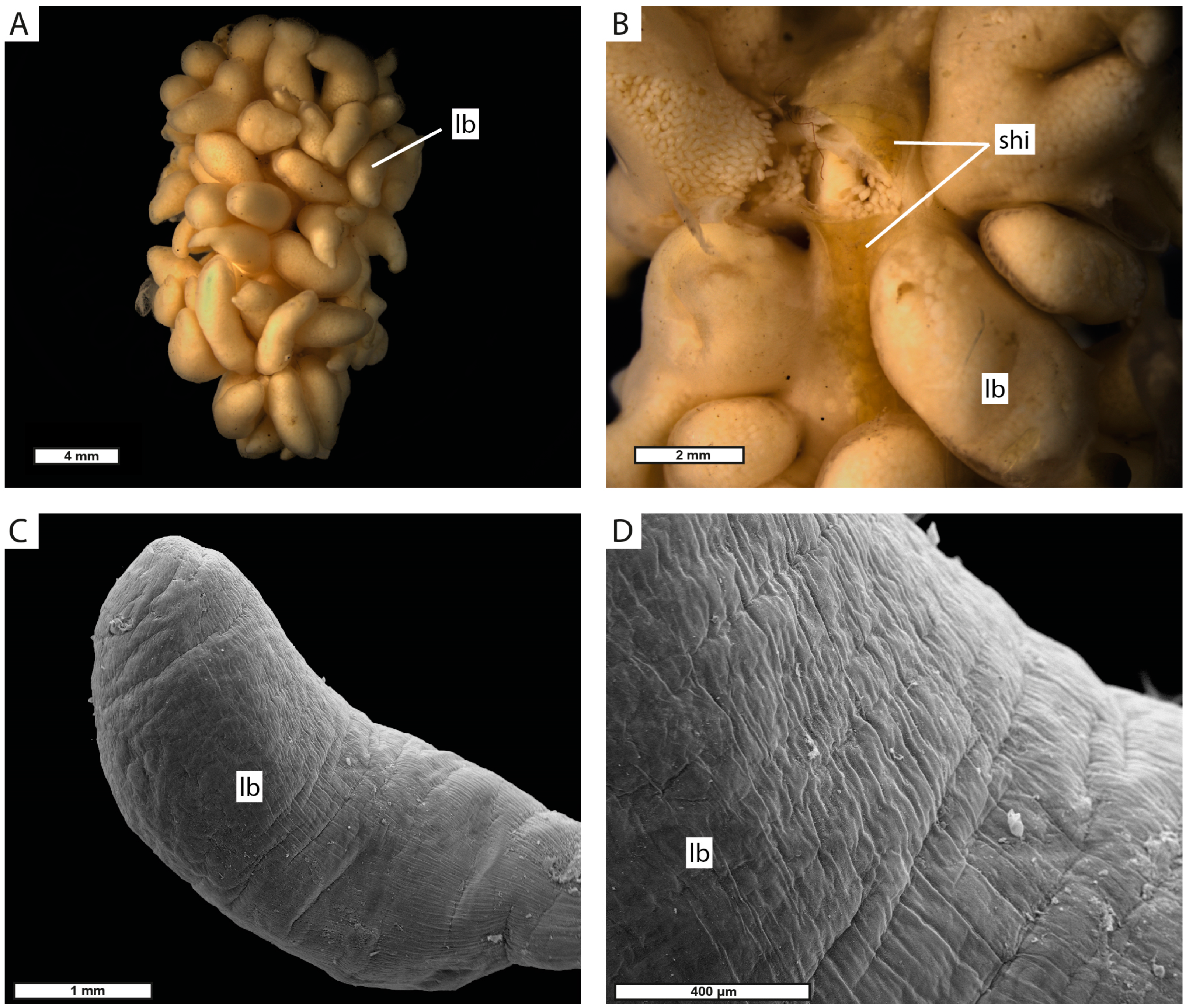 Biology 13 00968 g004