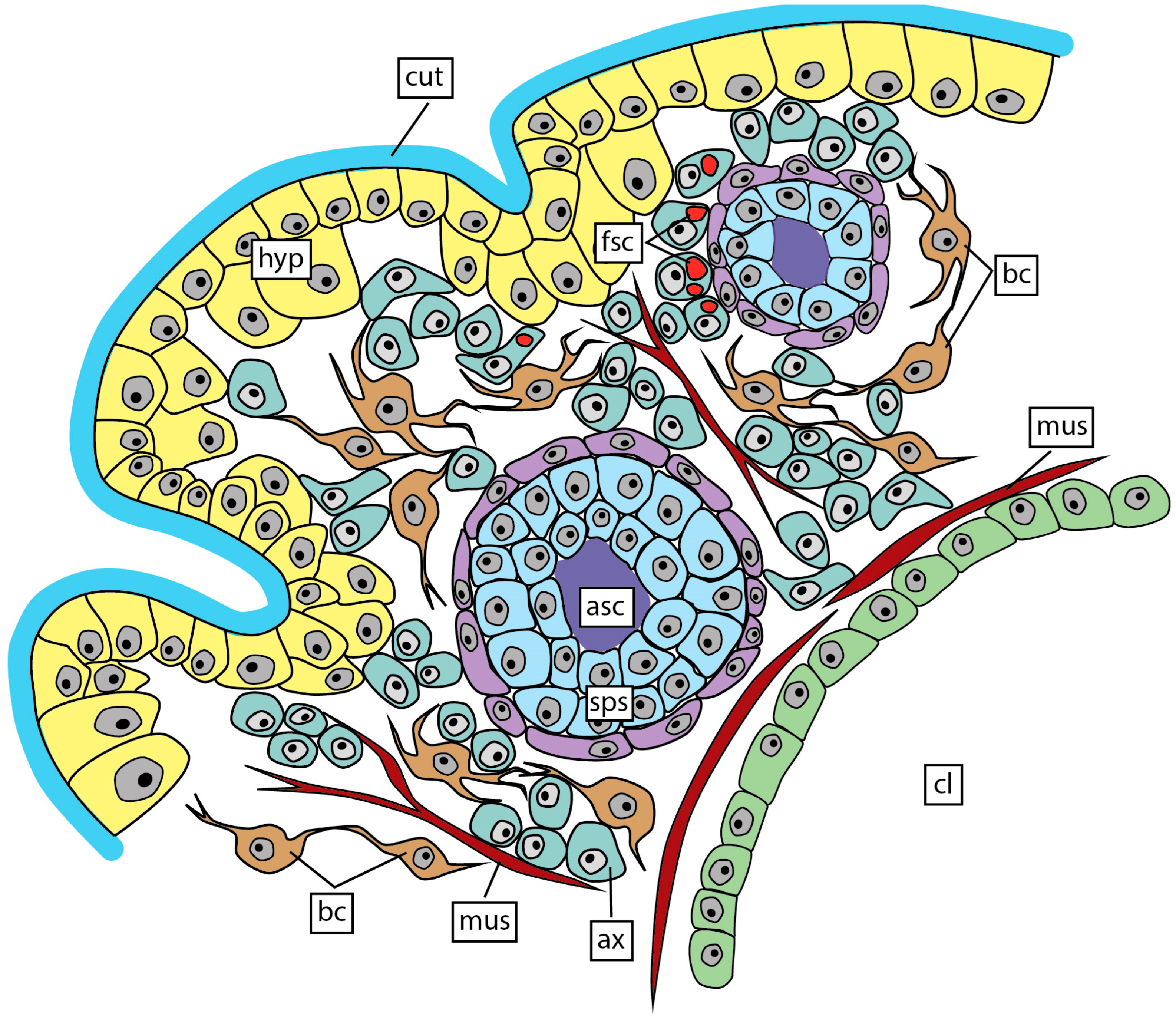 Biology 13 00968 g007