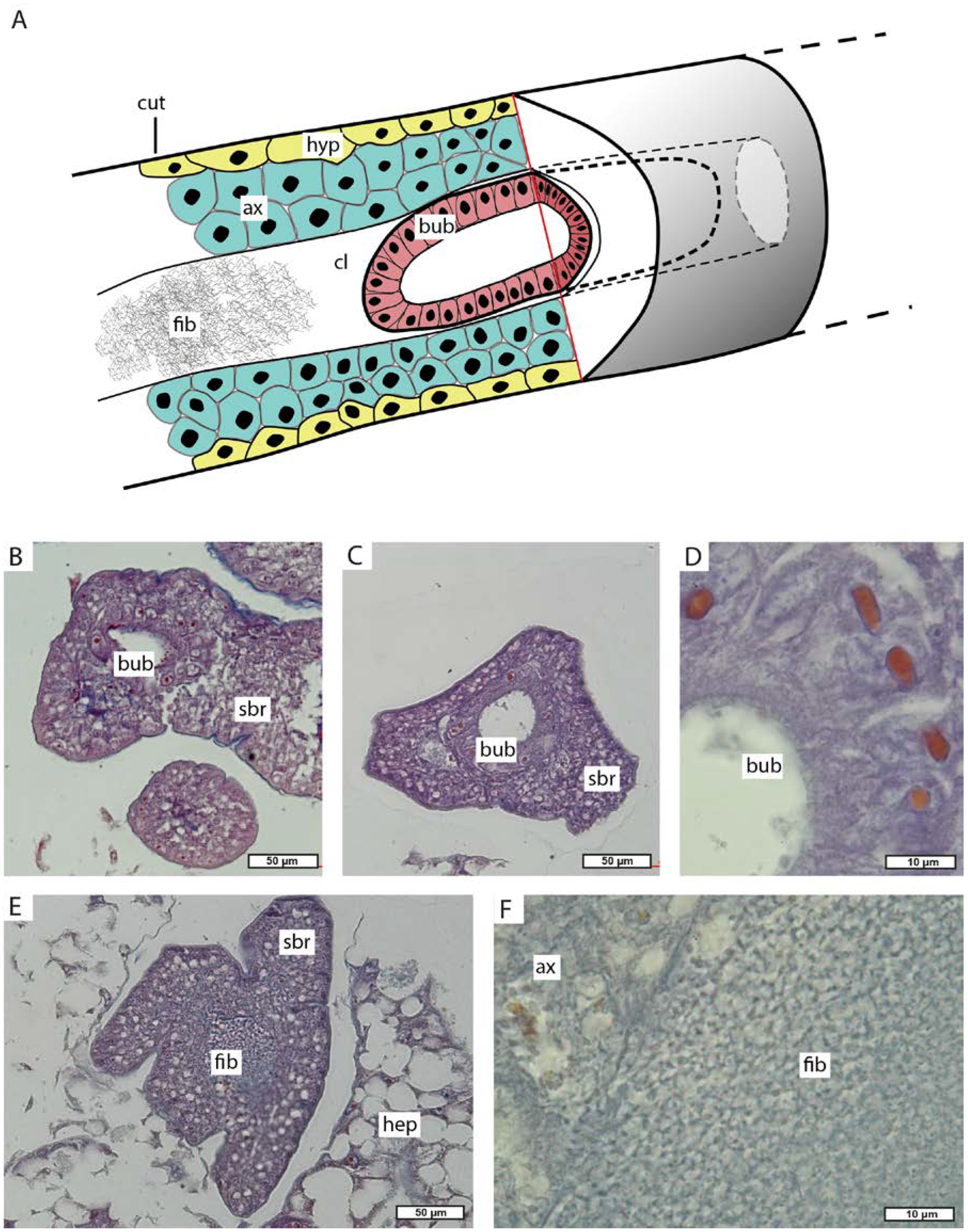 Biology 13 00968 g009
