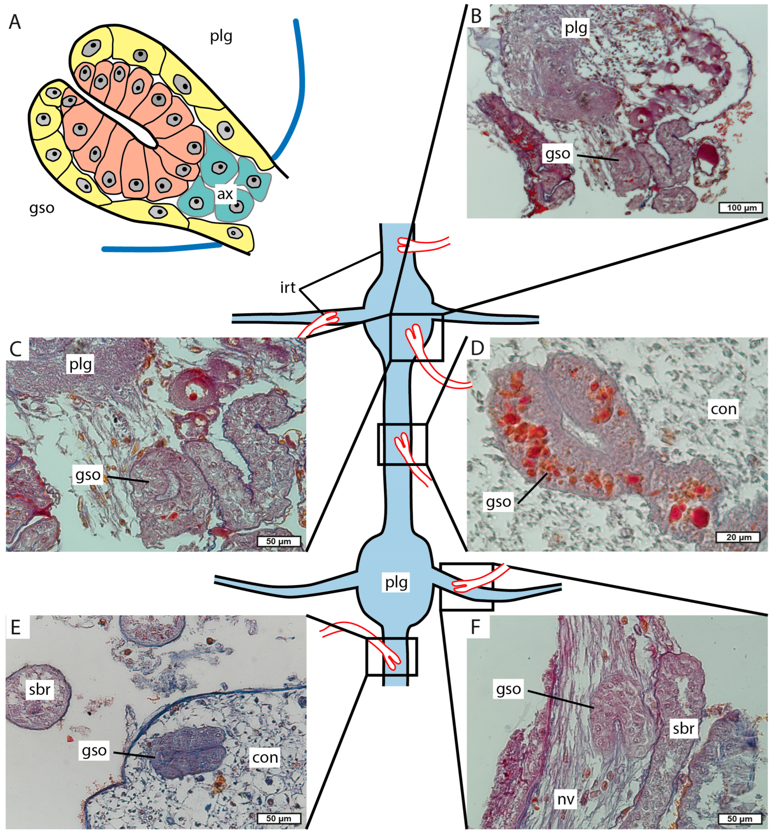 Biology 13 00968 g010