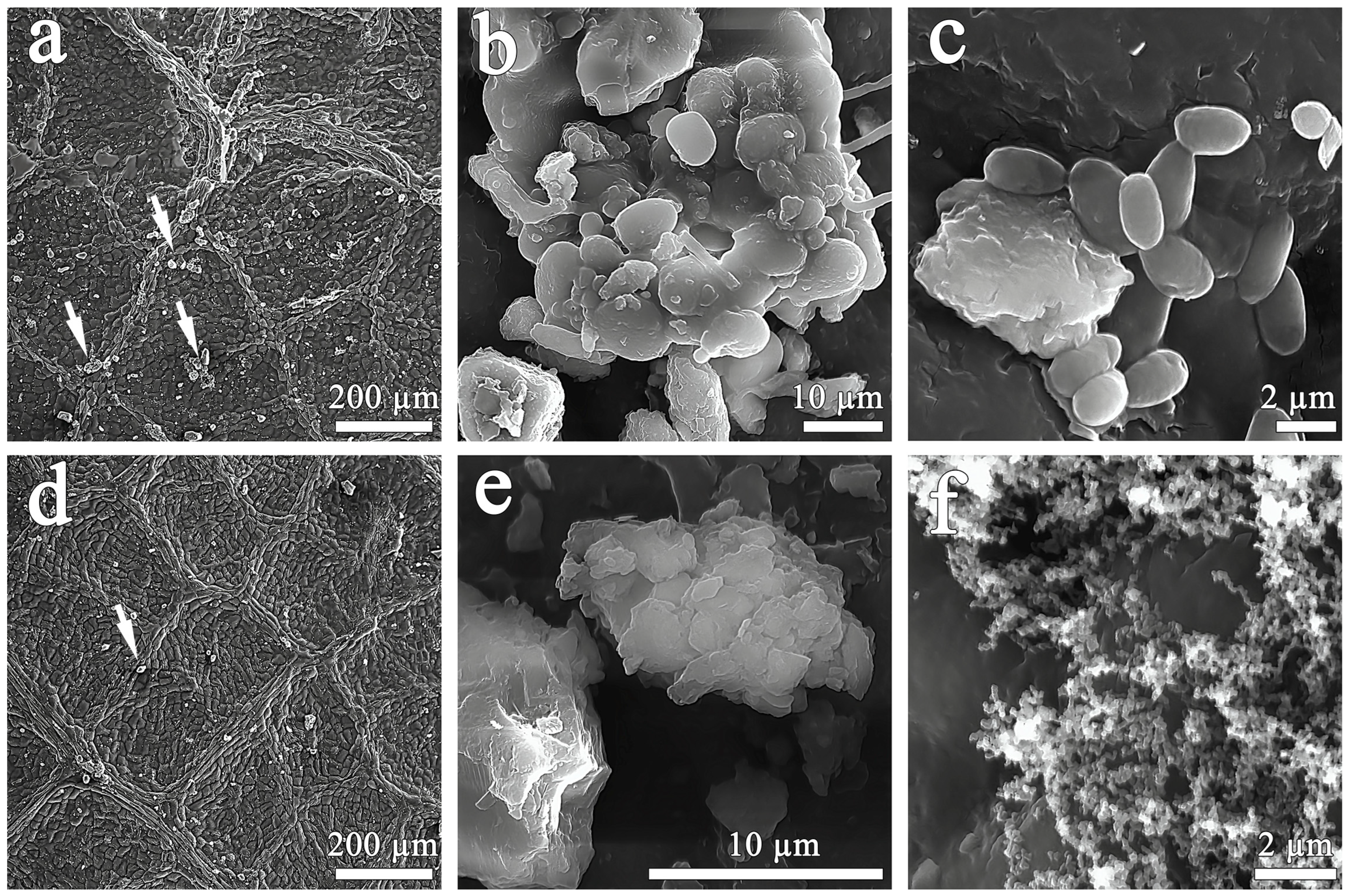 Biology 13 00969 g001