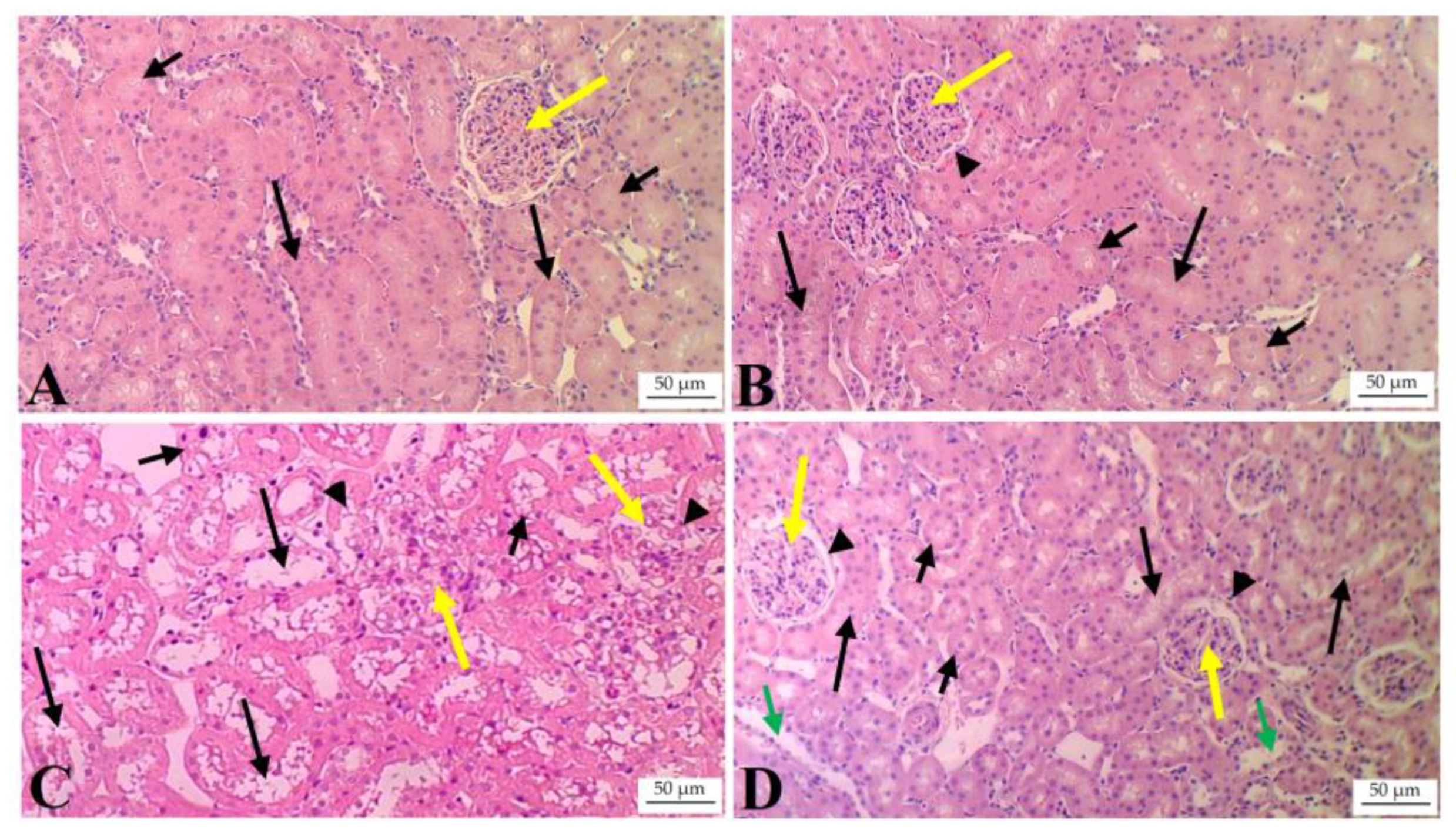 Biology 13 00984 g004