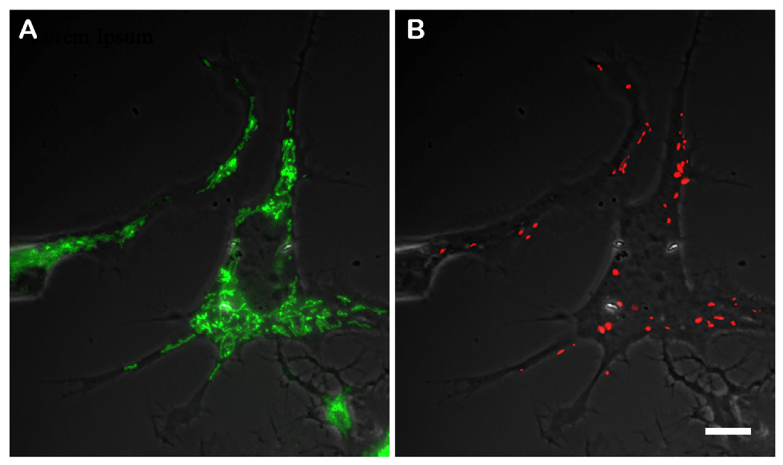 Biology 13 00995 g002