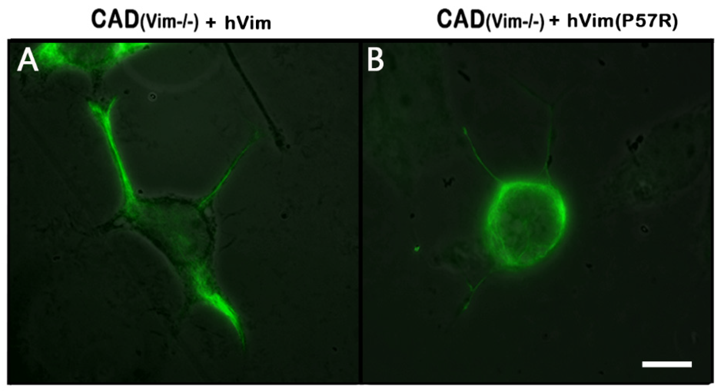 Biology 13 00995 g004