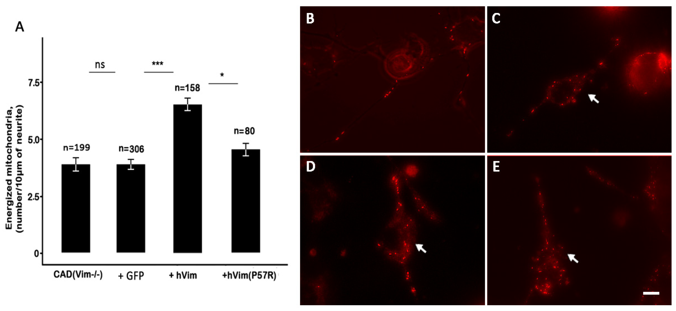 Biology 13 00995 g005