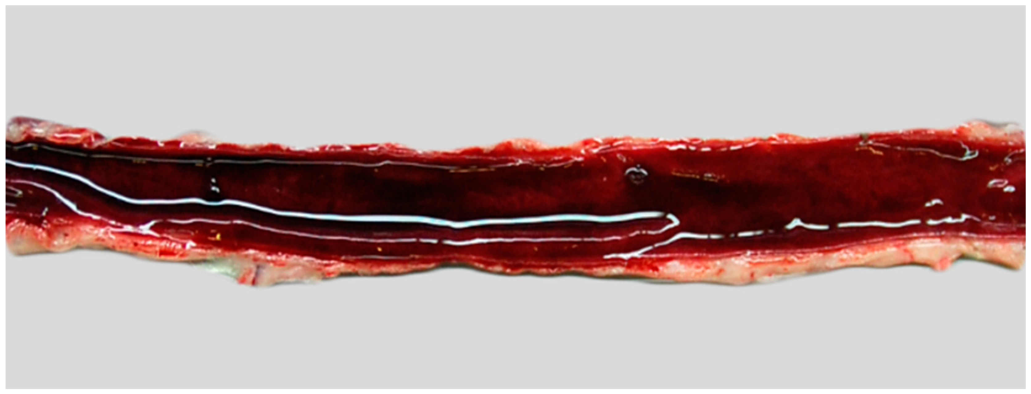 Biology 13 00997 g001