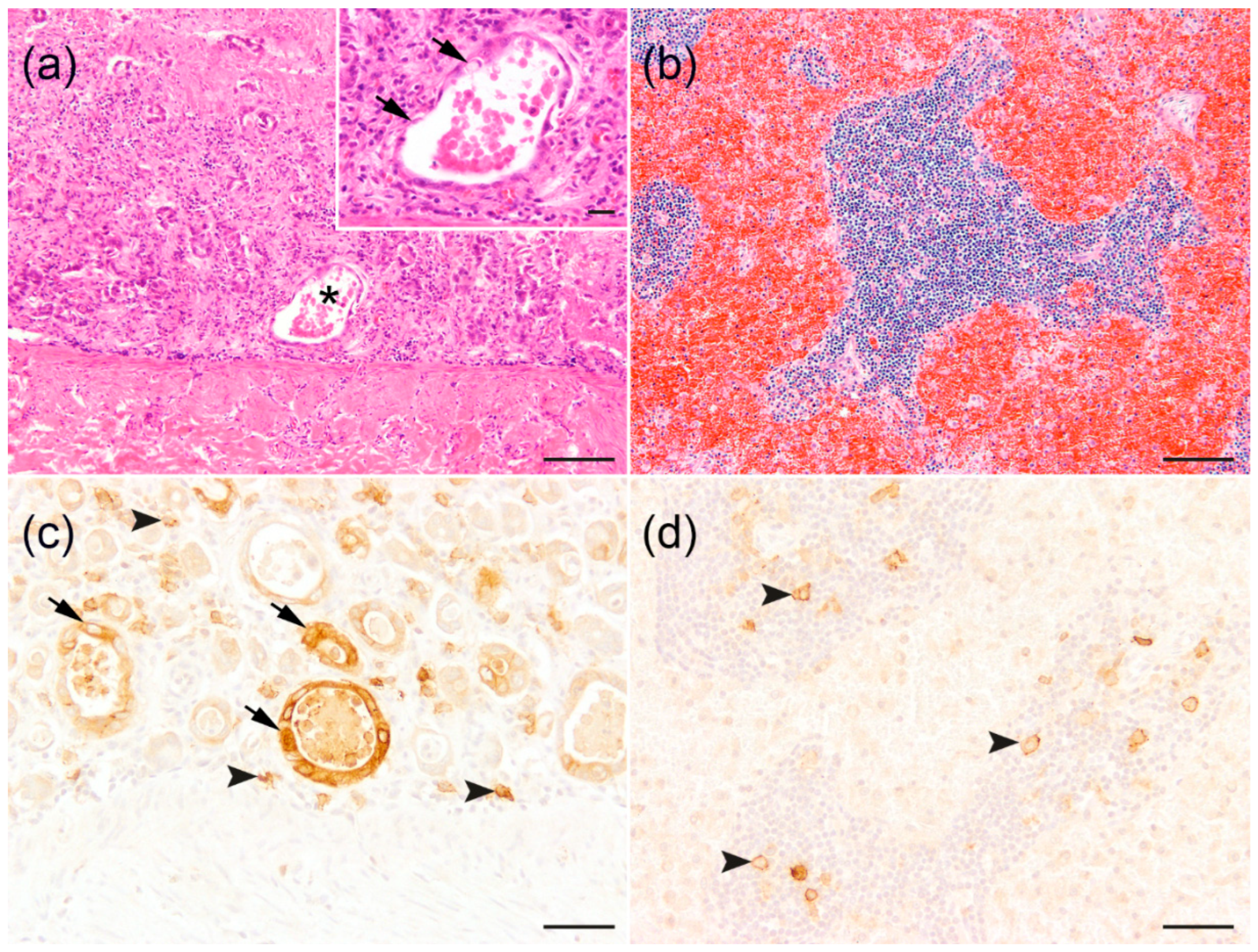 Biology 13 00997 g002