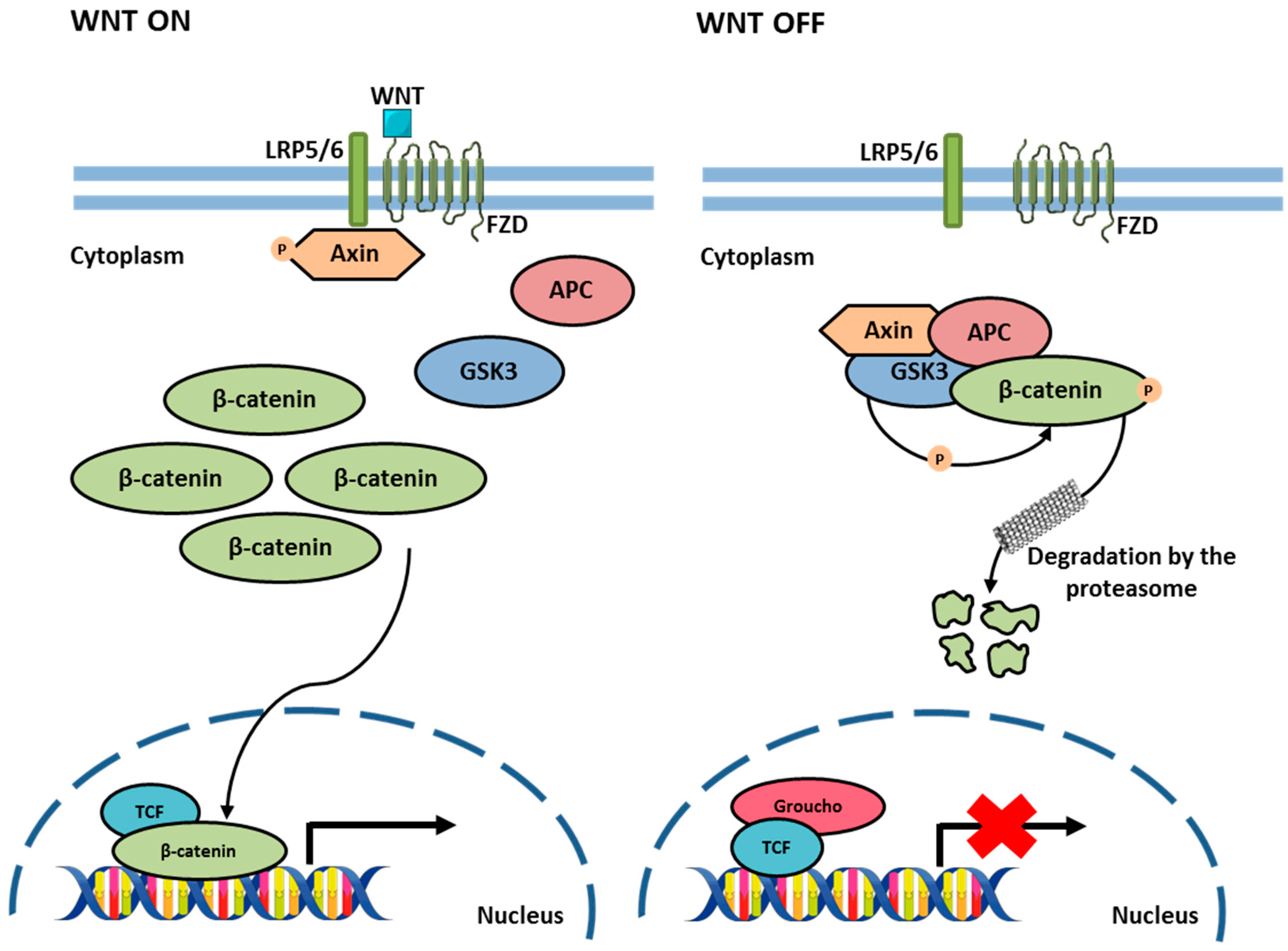 Biology 13 01007 g007