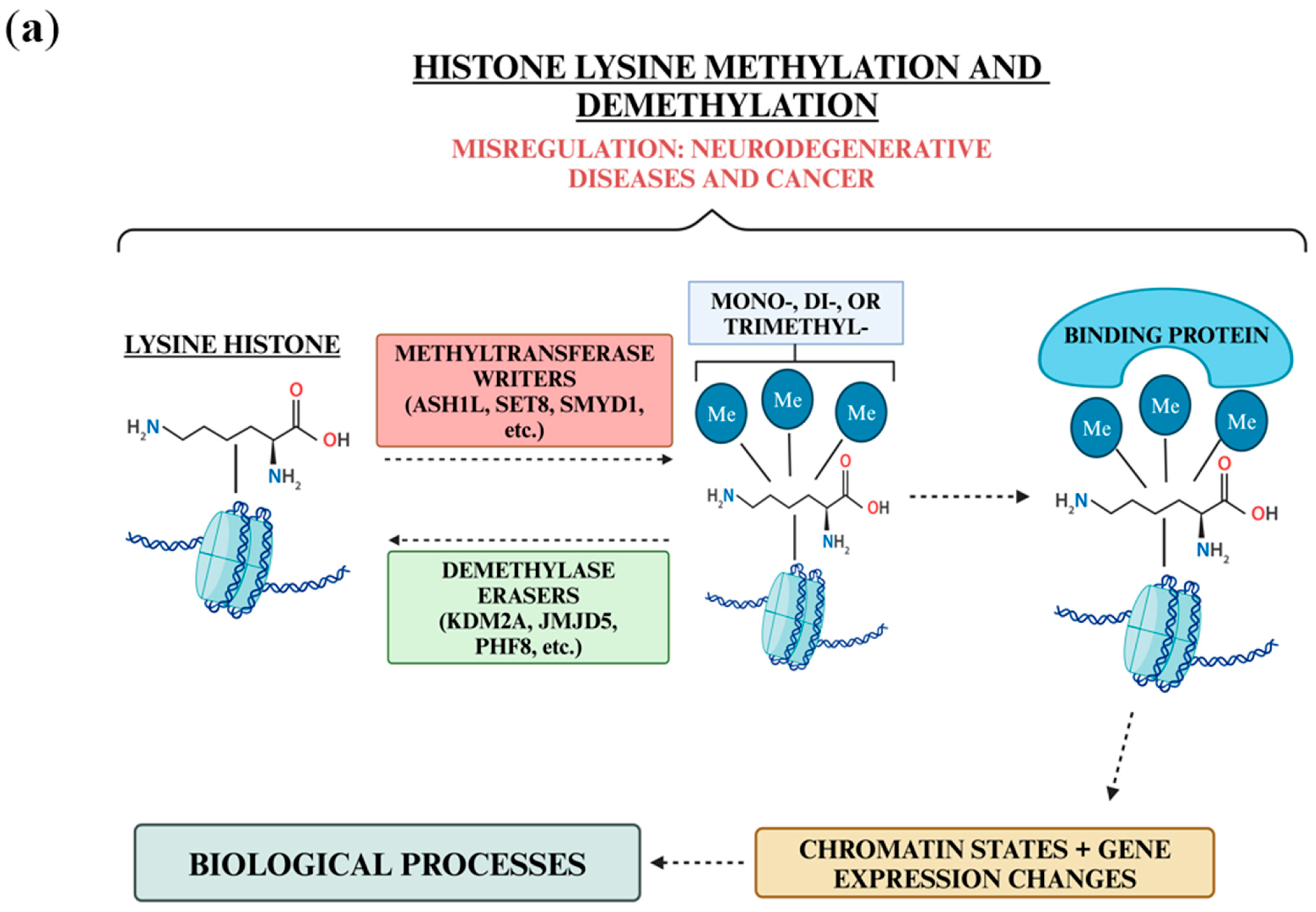 Biology 13 01008 g001a Biology 13 01008 g001a