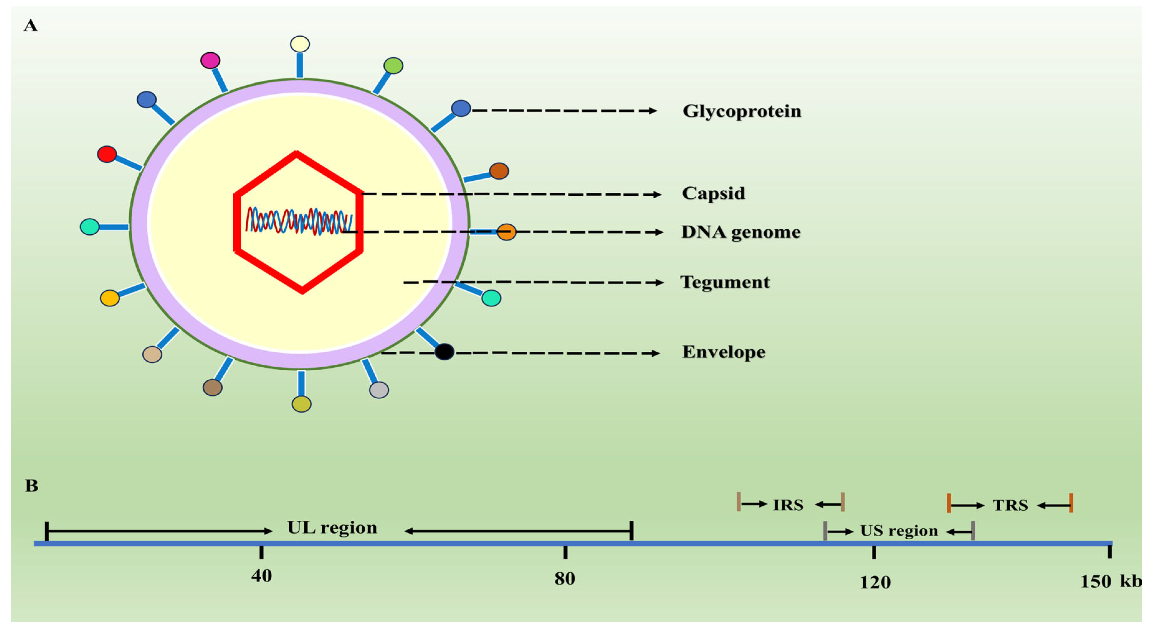 Biology 13 01013 g001