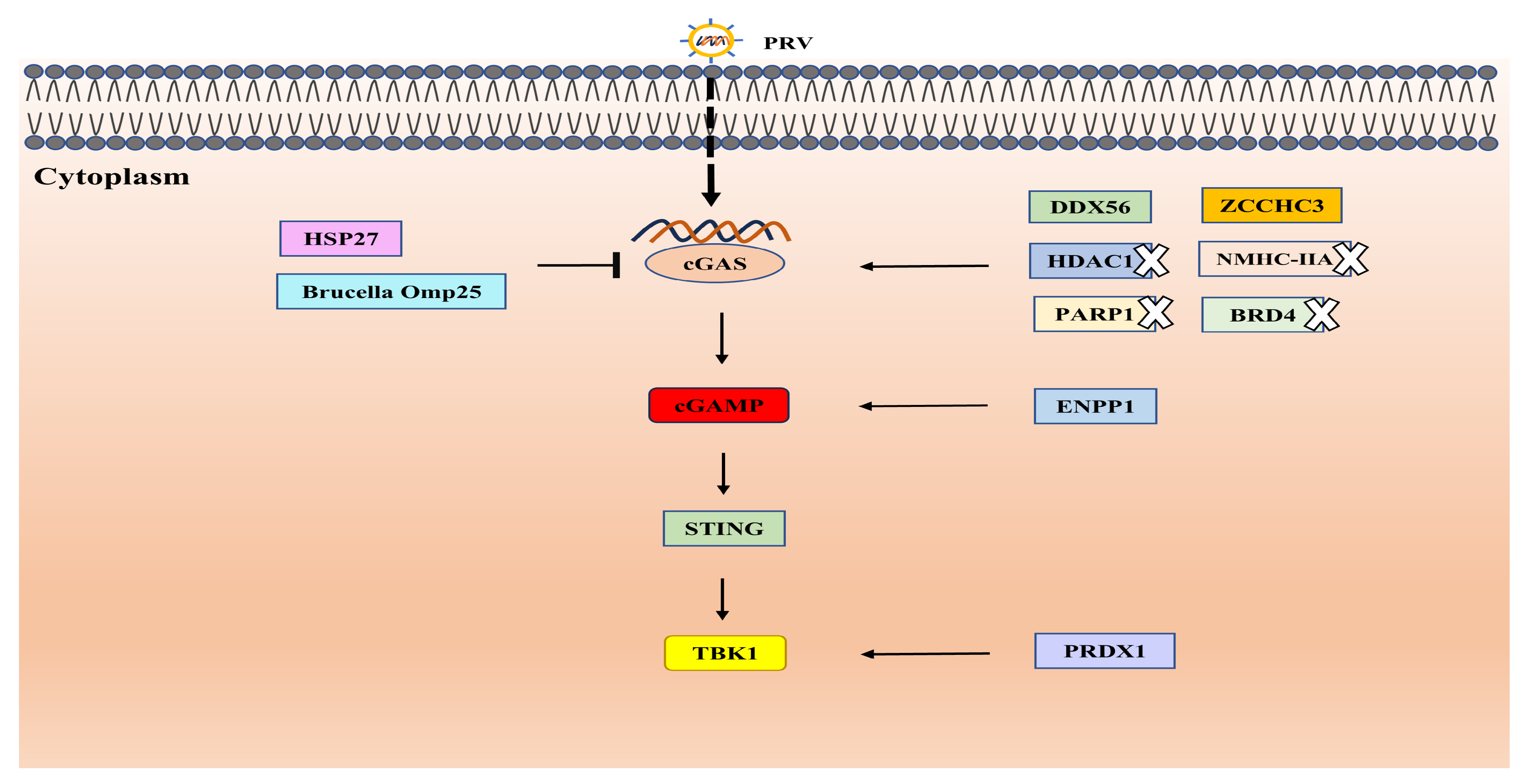 Biology 13 01013 g002